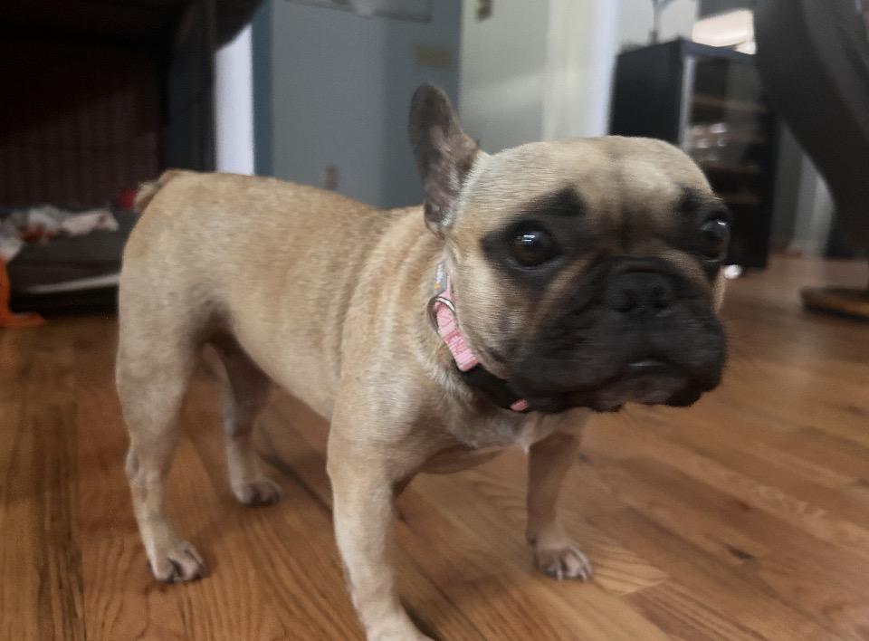 Enlarge Nora, a ADOPTABLE French Bulldog in Bonneau, SC image 2/2