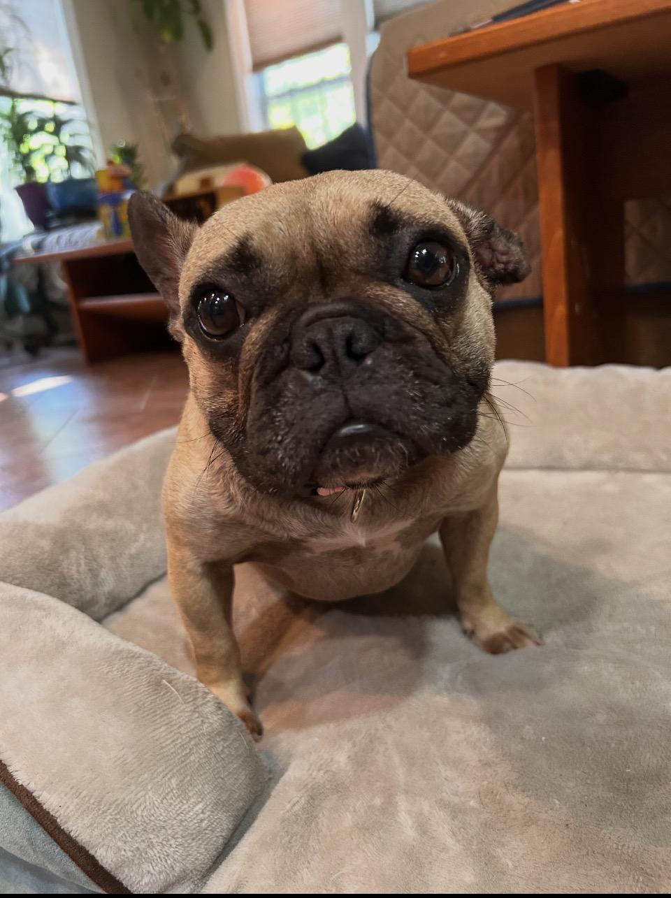 Enlarge Nora, a ADOPTABLE French Bulldog in Bonneau, SC image 1/2