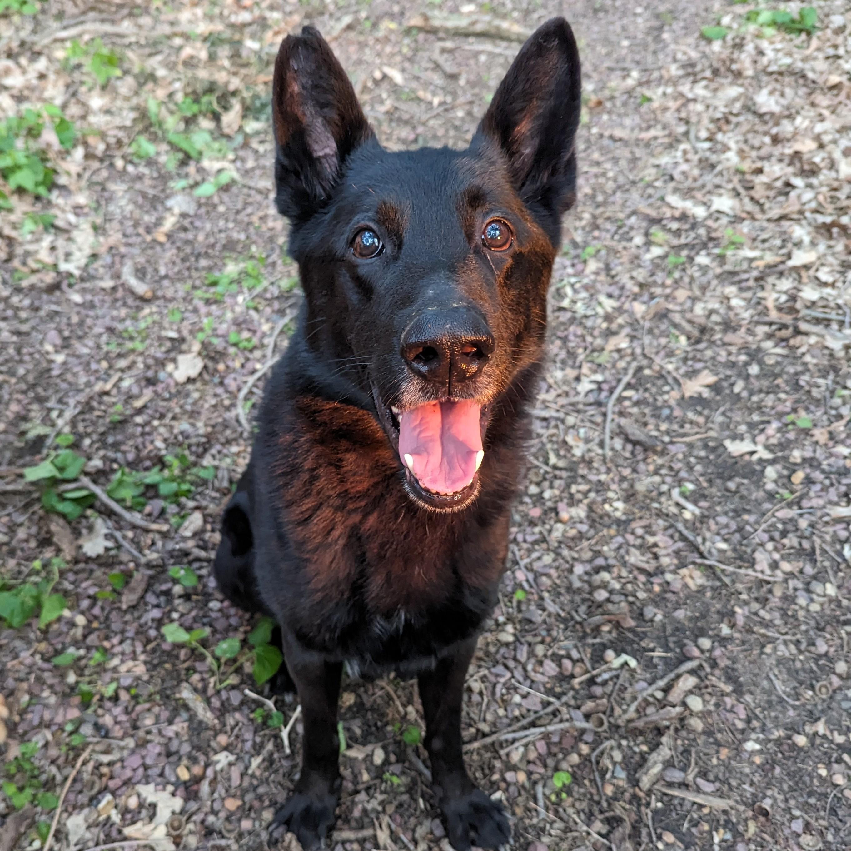 Oso