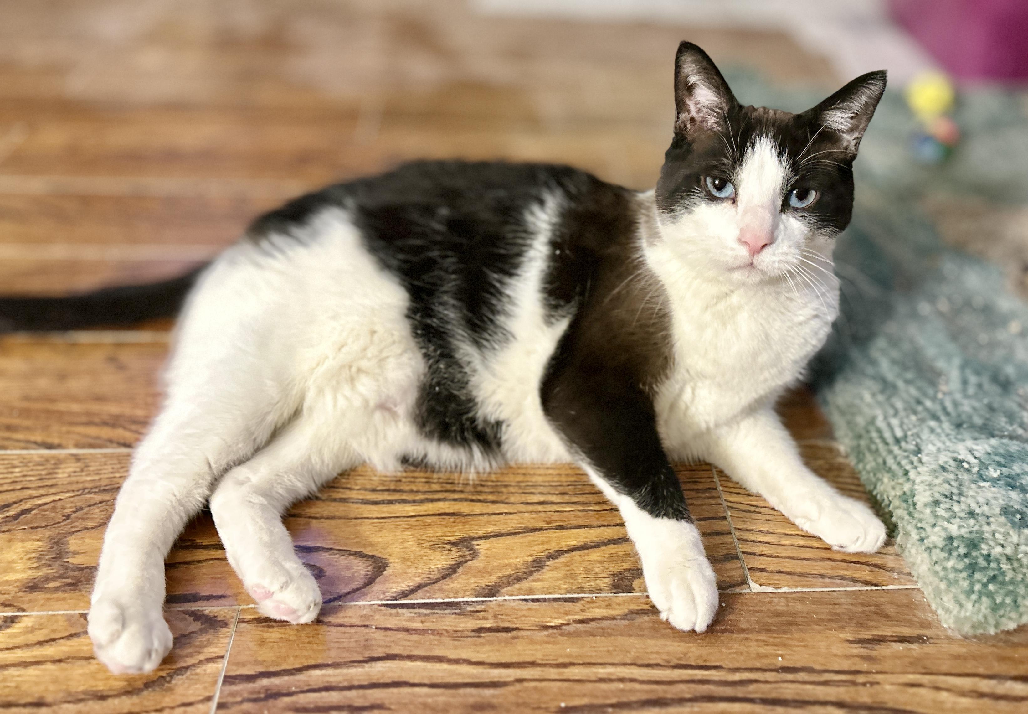 Enlarge Wyatt, a ADOPTABLE Domestic Short Hair in Guelph, ON image 2/4