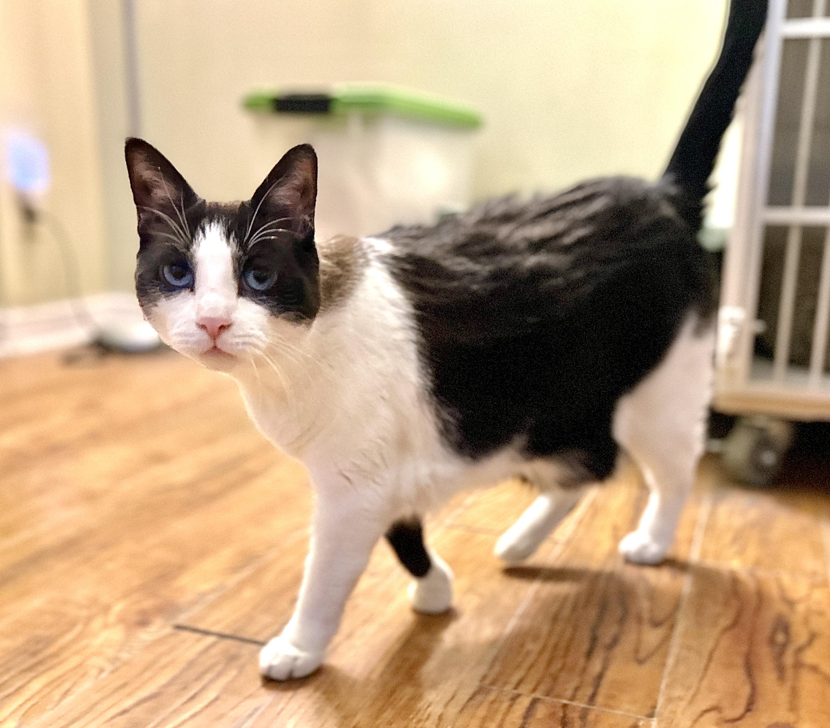 Enlarge Wyatt, a ADOPTABLE Domestic Short Hair in Guelph, ON image 3/4