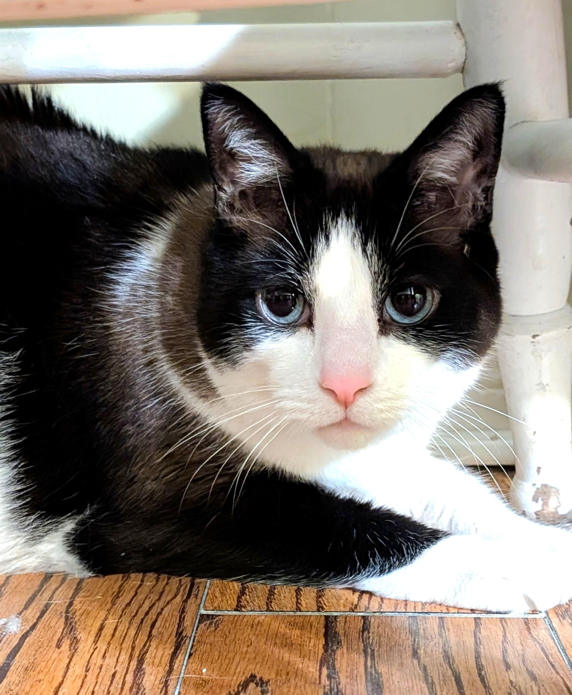 Enlarge Wyatt, a ADOPTABLE Domestic Short Hair in Guelph, ON image 4/4