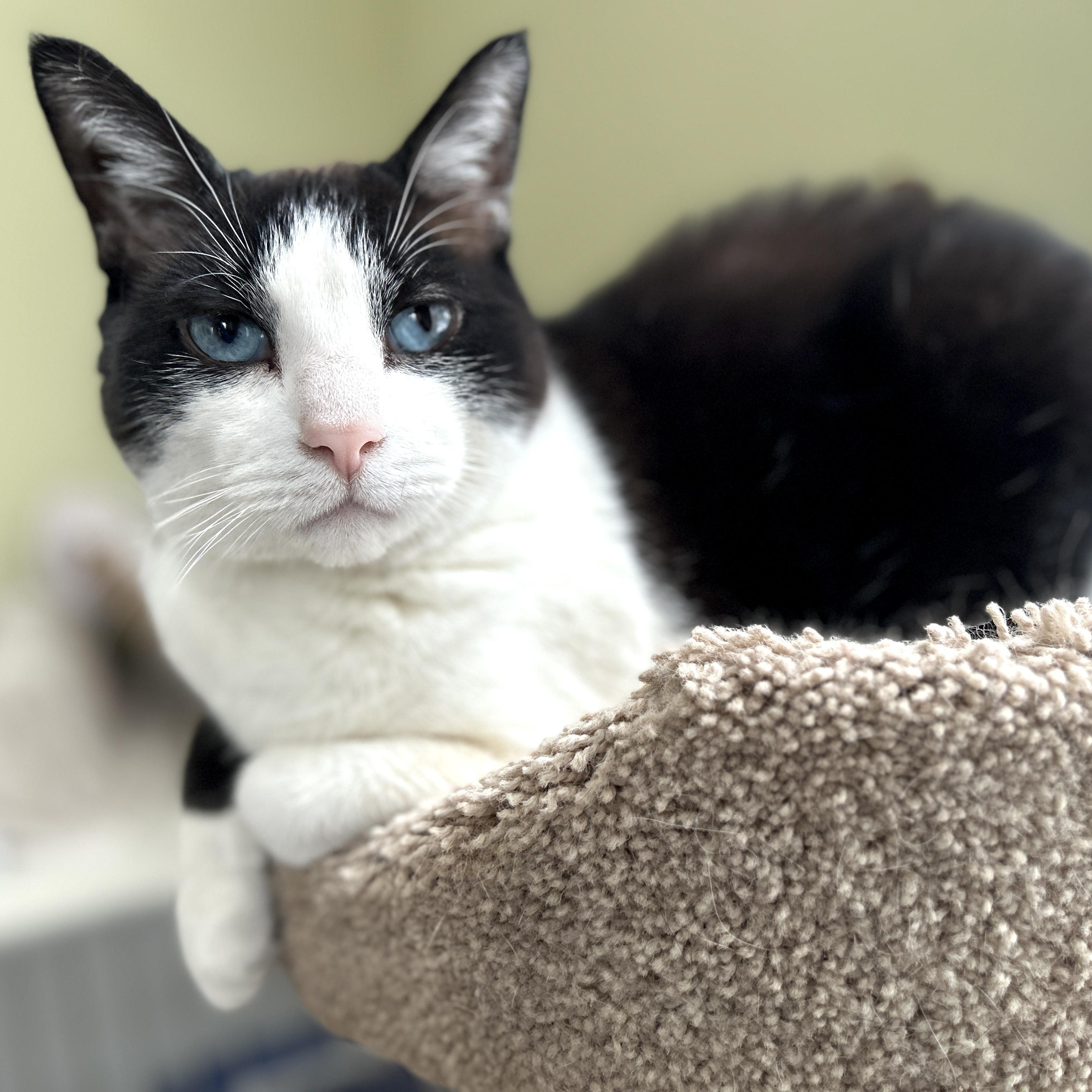Wyatt, ADOPTABLE, Adult Male Domestic Short Hair.