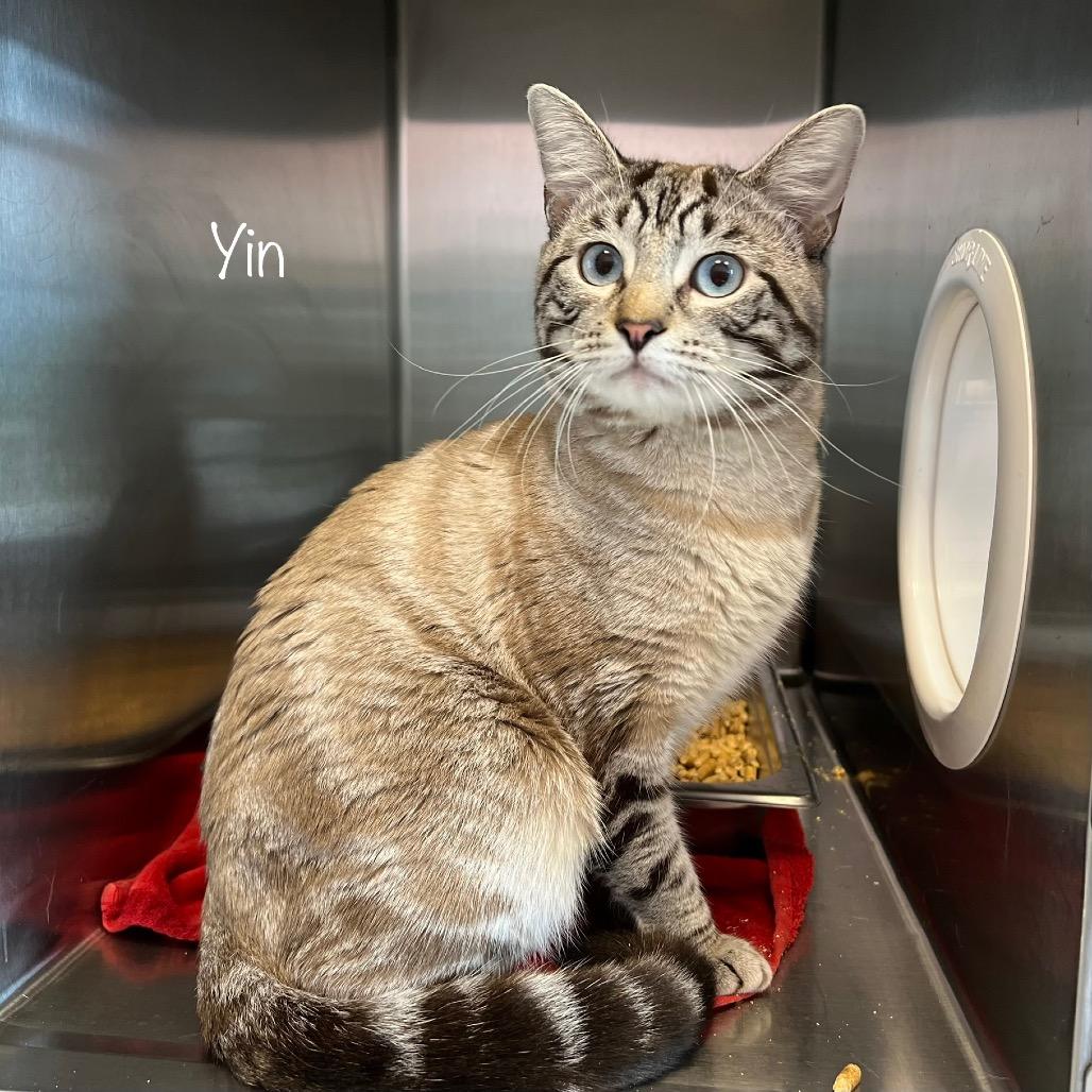 Yin, Adoptable, Young Male Domestic Short Hair & Domestic Short Hair.