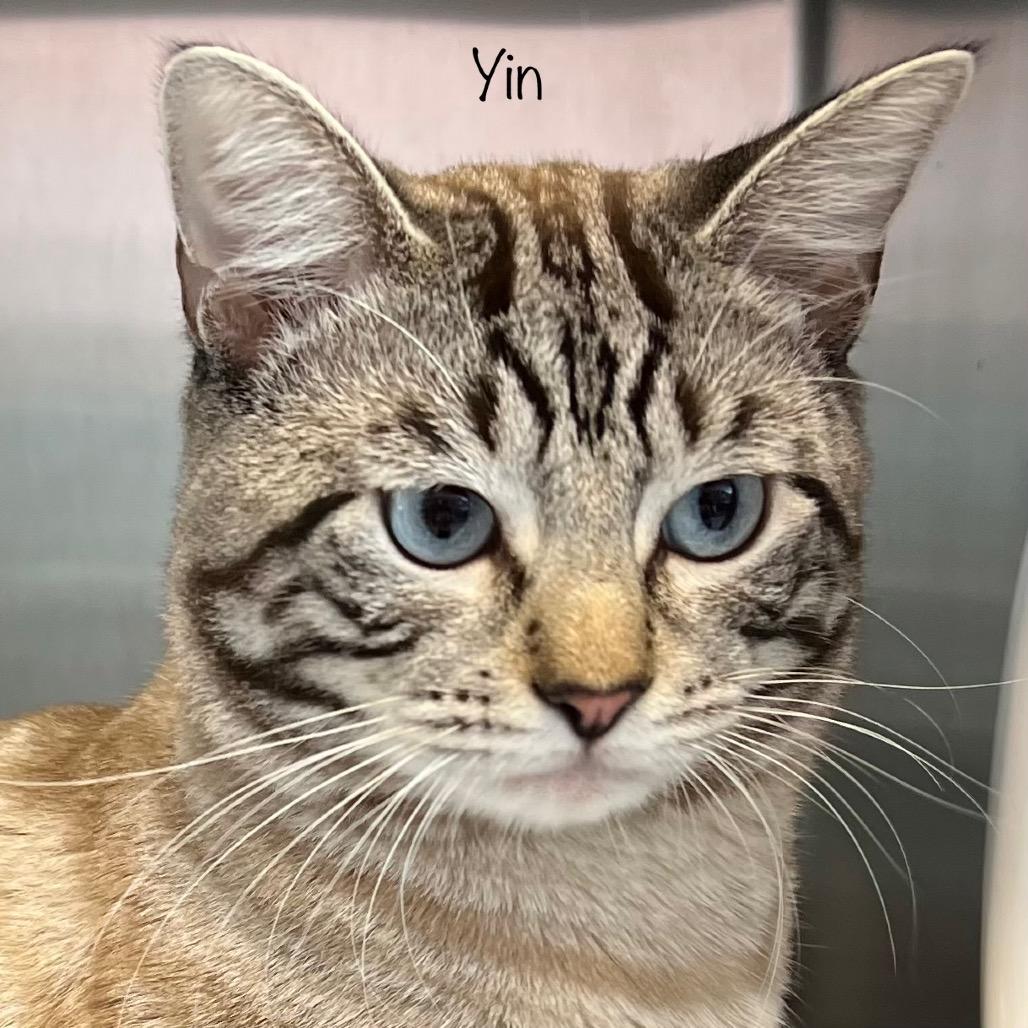Enlarge Yin, a Adoptable mixed breed in Madisonville, TN image 2/4