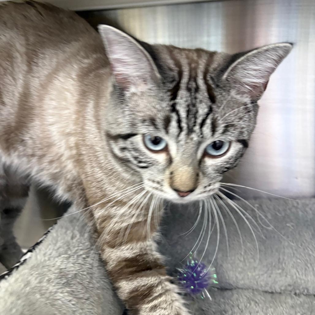 Enlarge Yin, a Adoptable mixed breed in Madisonville, TN image 3/4
