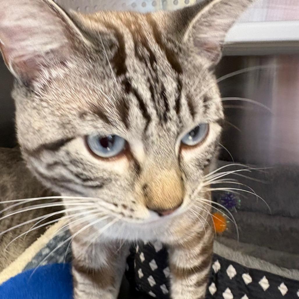 Enlarge Yin, a Adoptable mixed breed in Madisonville, TN image 4/4