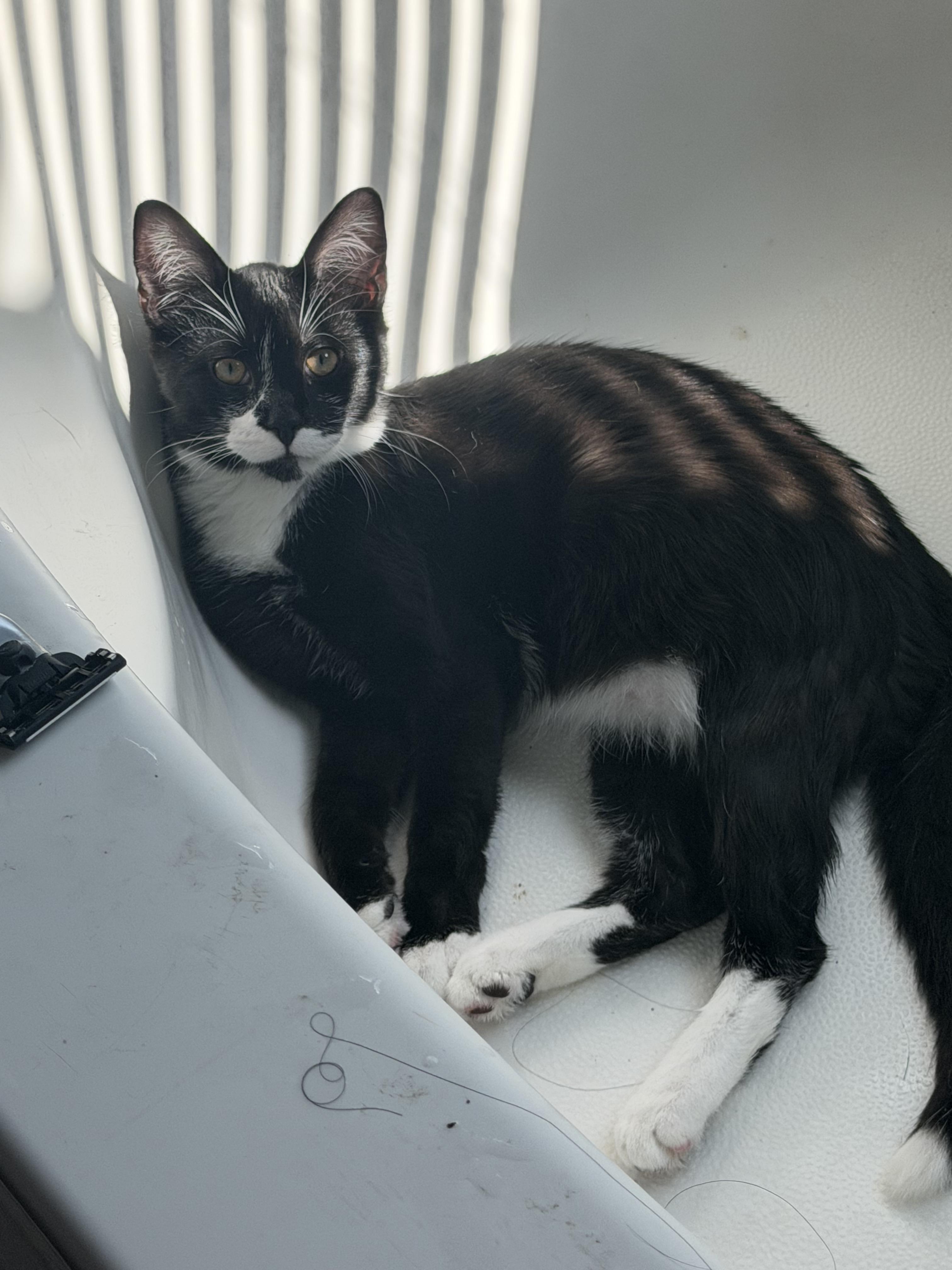 Enlarge Wonka and Kevin, a Adoptable American Shorthair in Charlotte, NC image 2/3