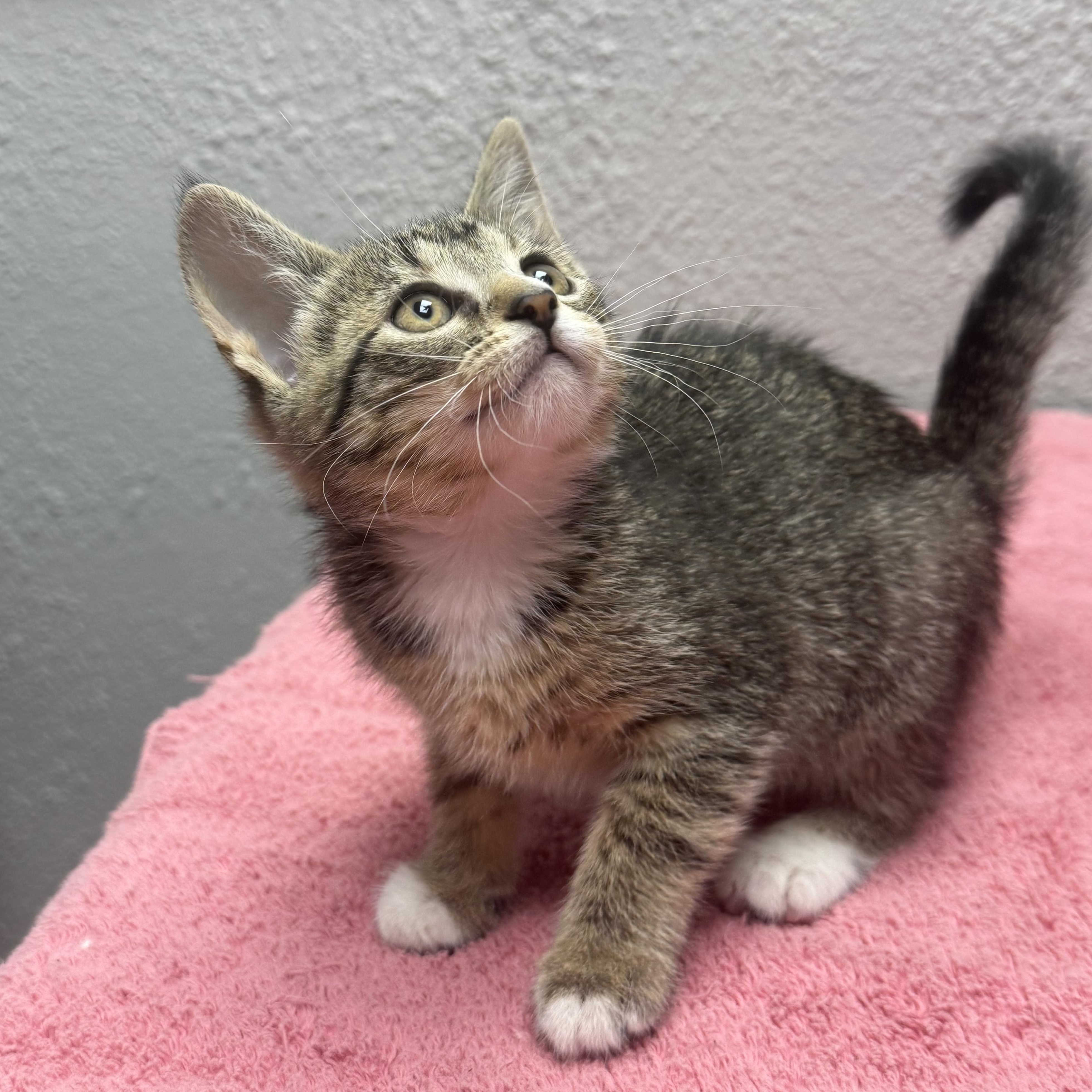 Peanut, an adopted Domestic Short Hair in Walker, MI image 4/5