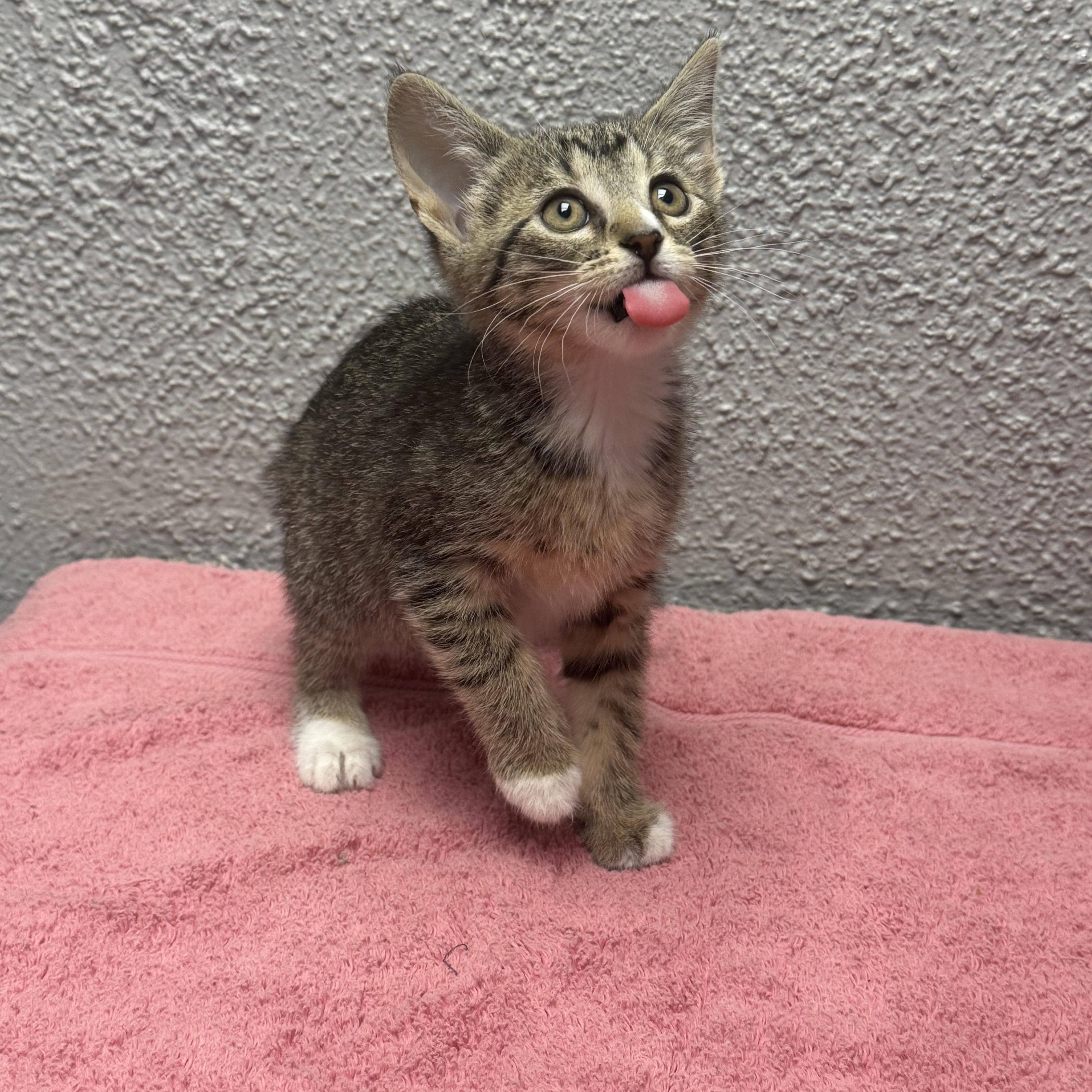 Peanut, an adopted Domestic Short Hair in Walker, MI image 3/5