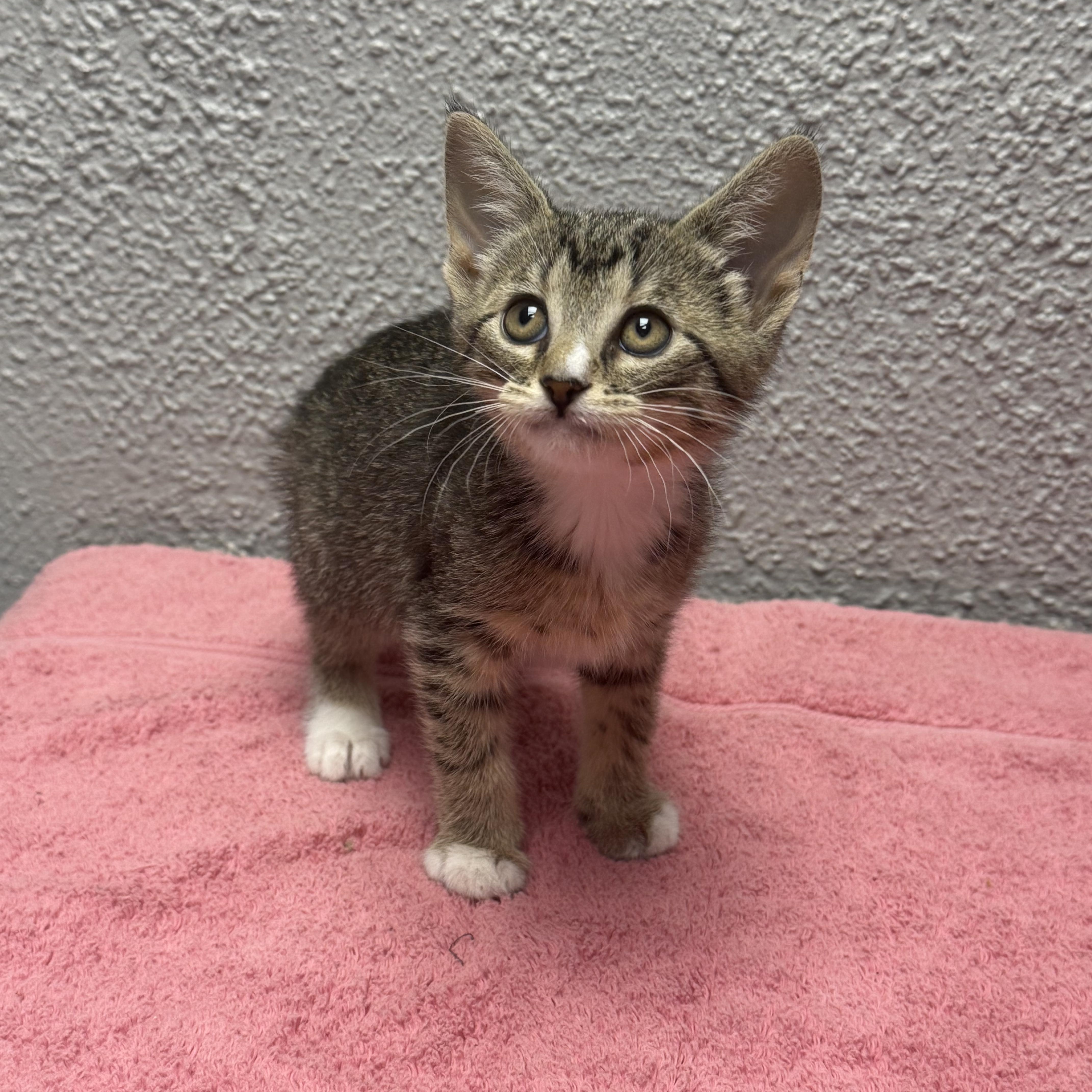 Peanut, adopted, Kitten Female Domestic Short Hair.