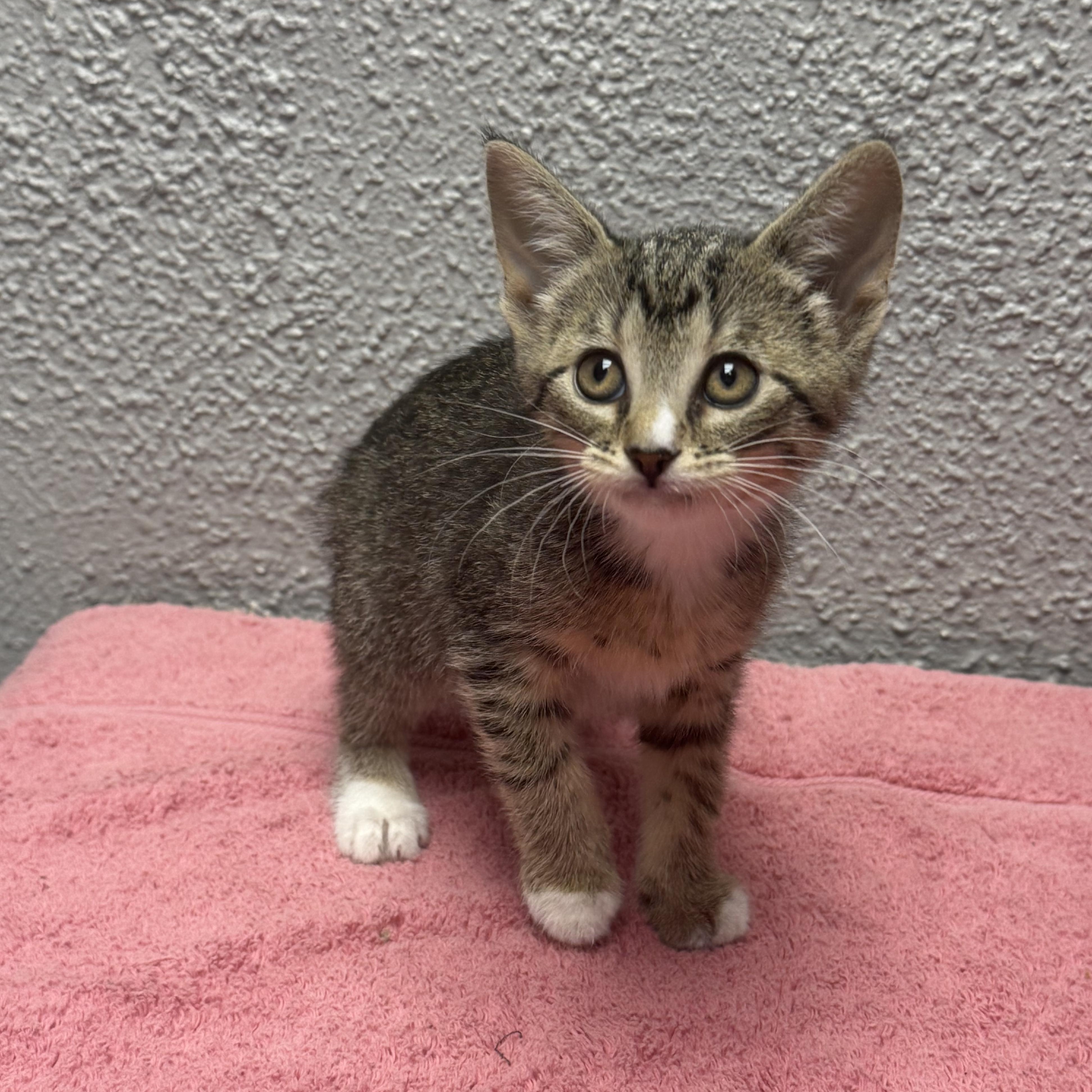 Peanut, an adopted Domestic Short Hair in Walker, MI image 5/5