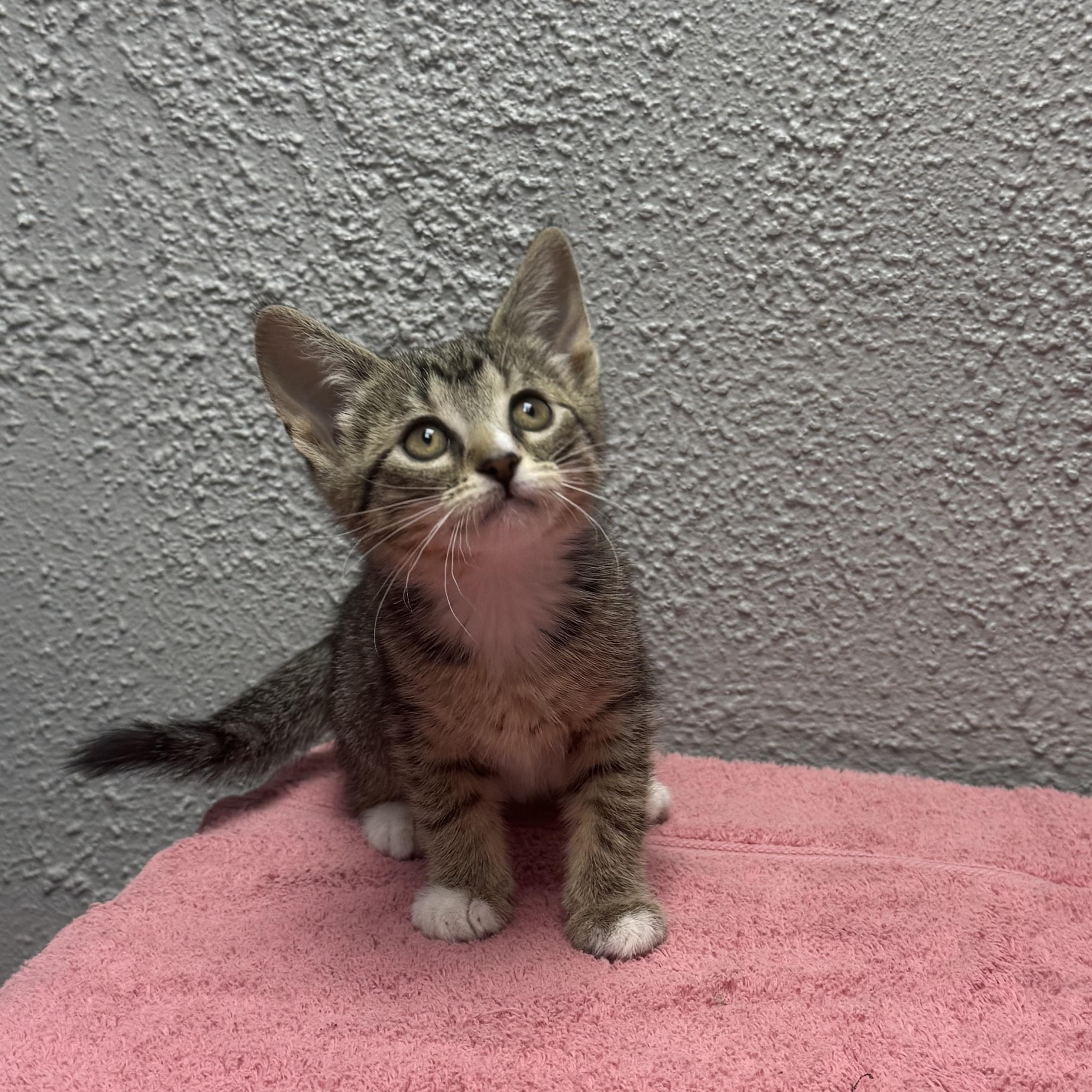 Peanut, an adopted Domestic Short Hair in Walker, MI image 2/5