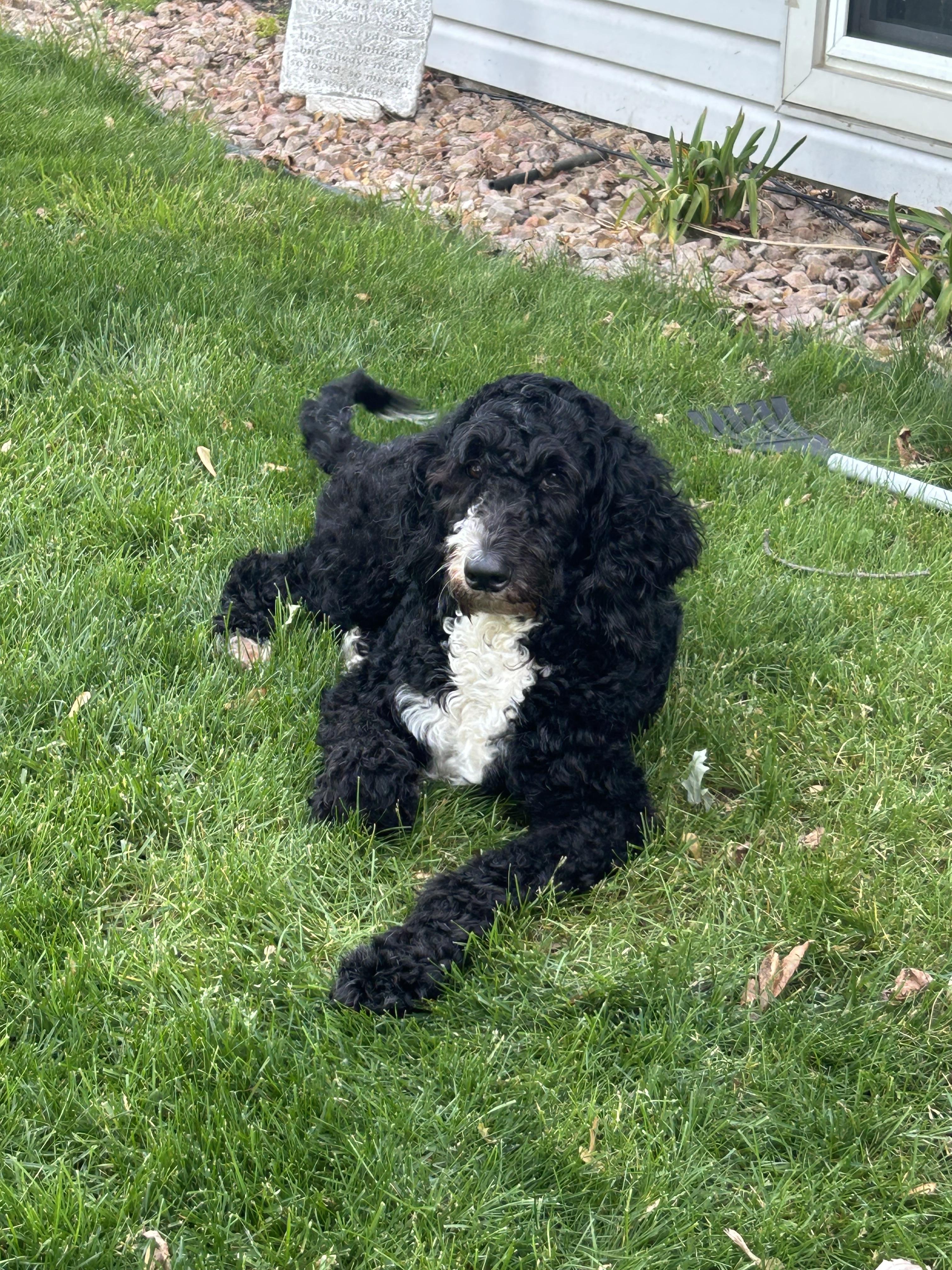 Molly, adopted, Adult Female Bernedoodle.