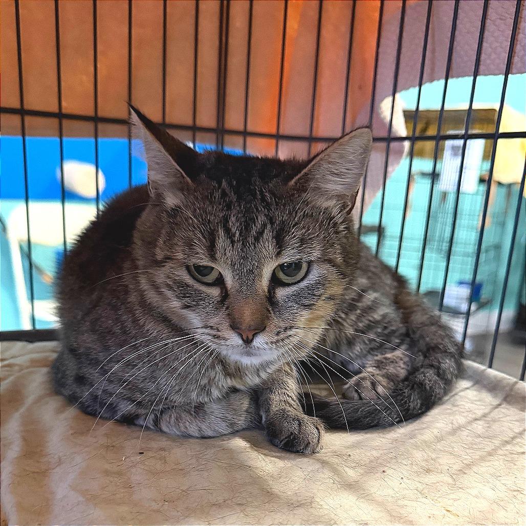 Maine, Adoptable, Adult Female Domestic Short Hair.