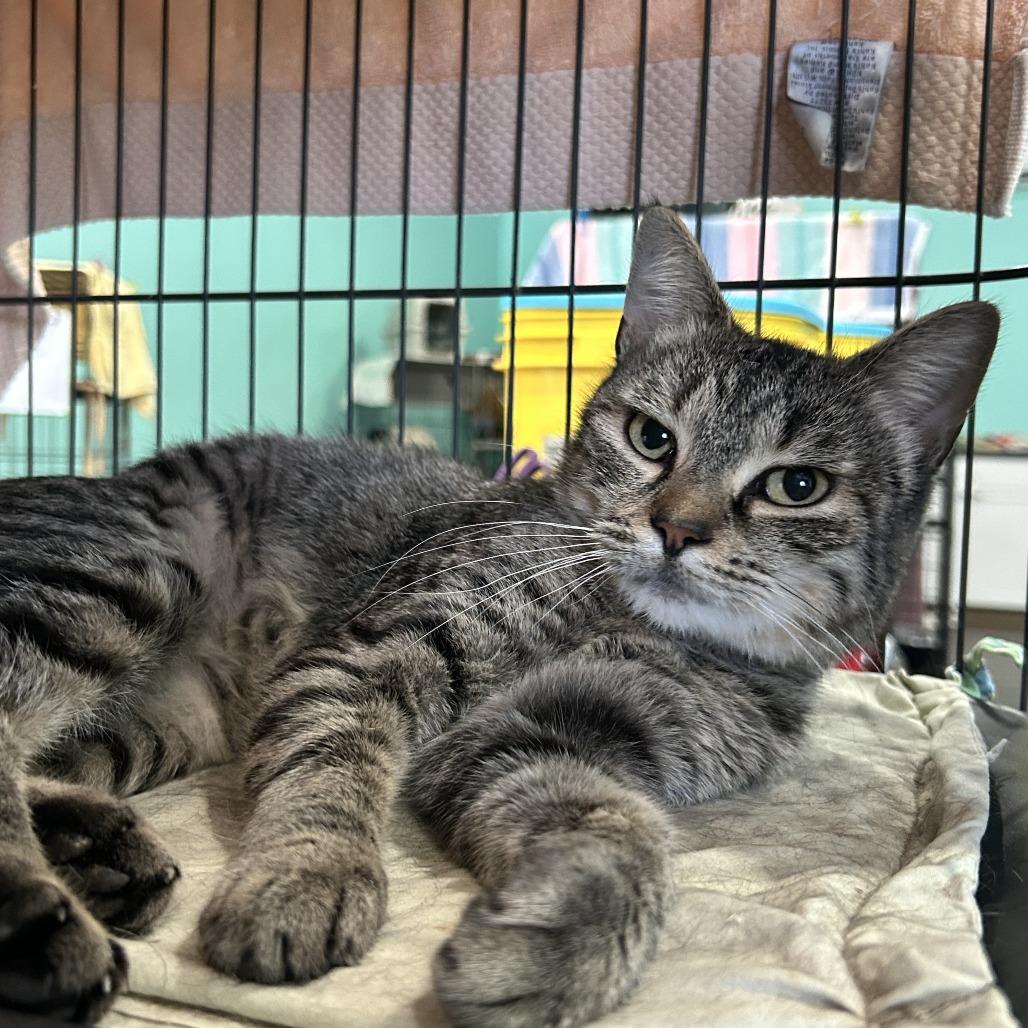 Maine, a Adoptable Domestic Short Hair in Marion, VA image 2/6