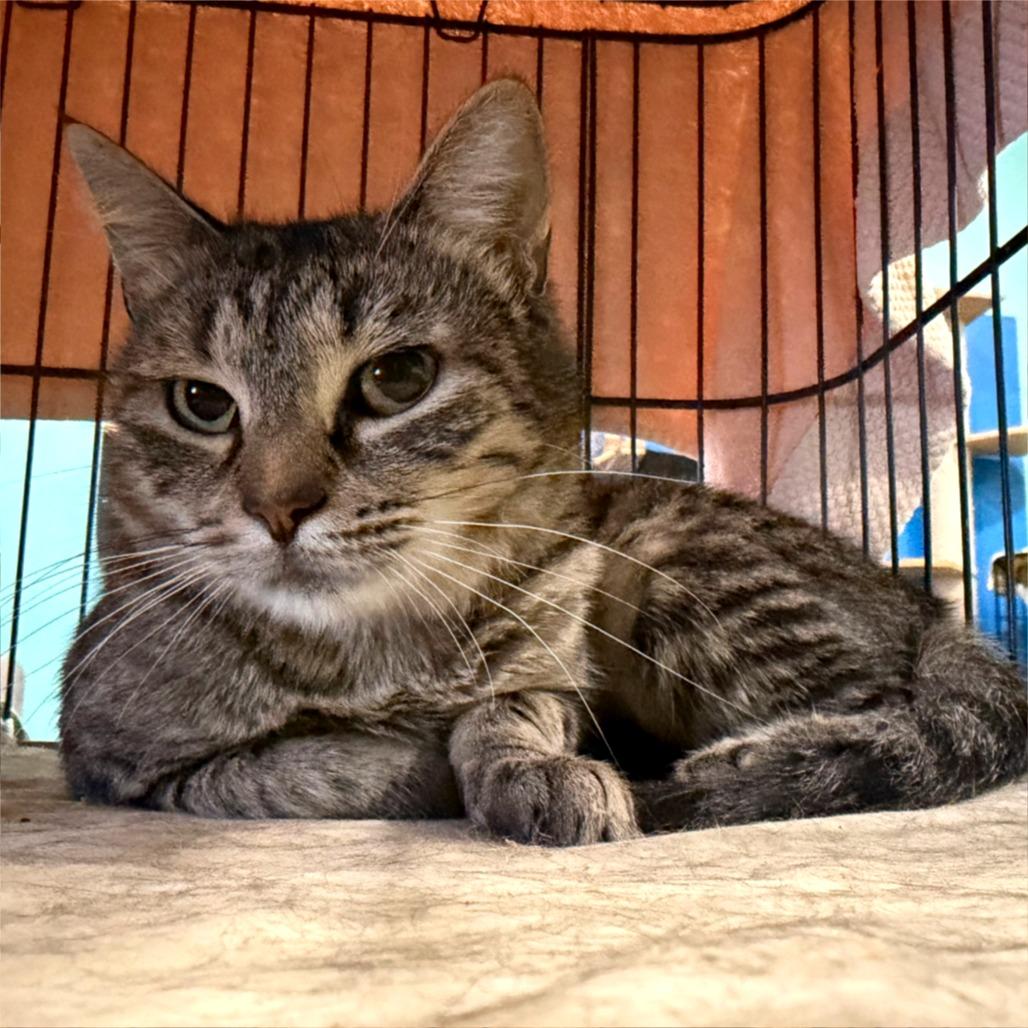 Maine, a Adoptable Domestic Short Hair in Marion, VA image 3/6
