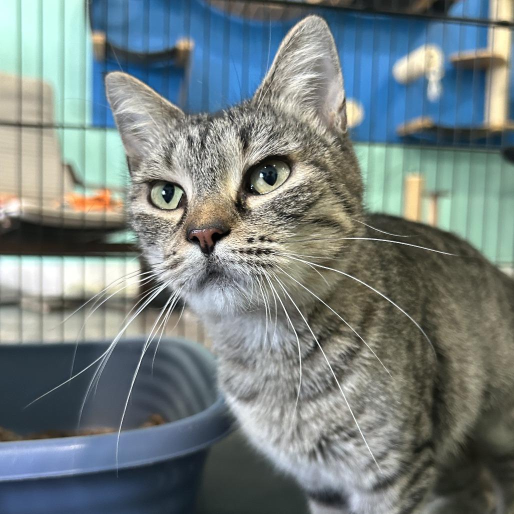Maine, a Adoptable Domestic Short Hair in Marion, VA image 4/6