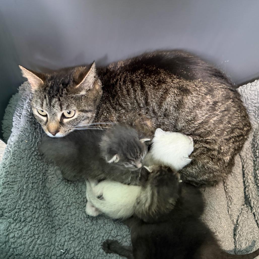 Maine, Adoptable, Adult Female Domestic Short Hair.