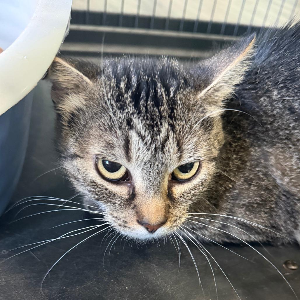 Maine, a Adoptable Domestic Short Hair in Marion, VA image 2/2