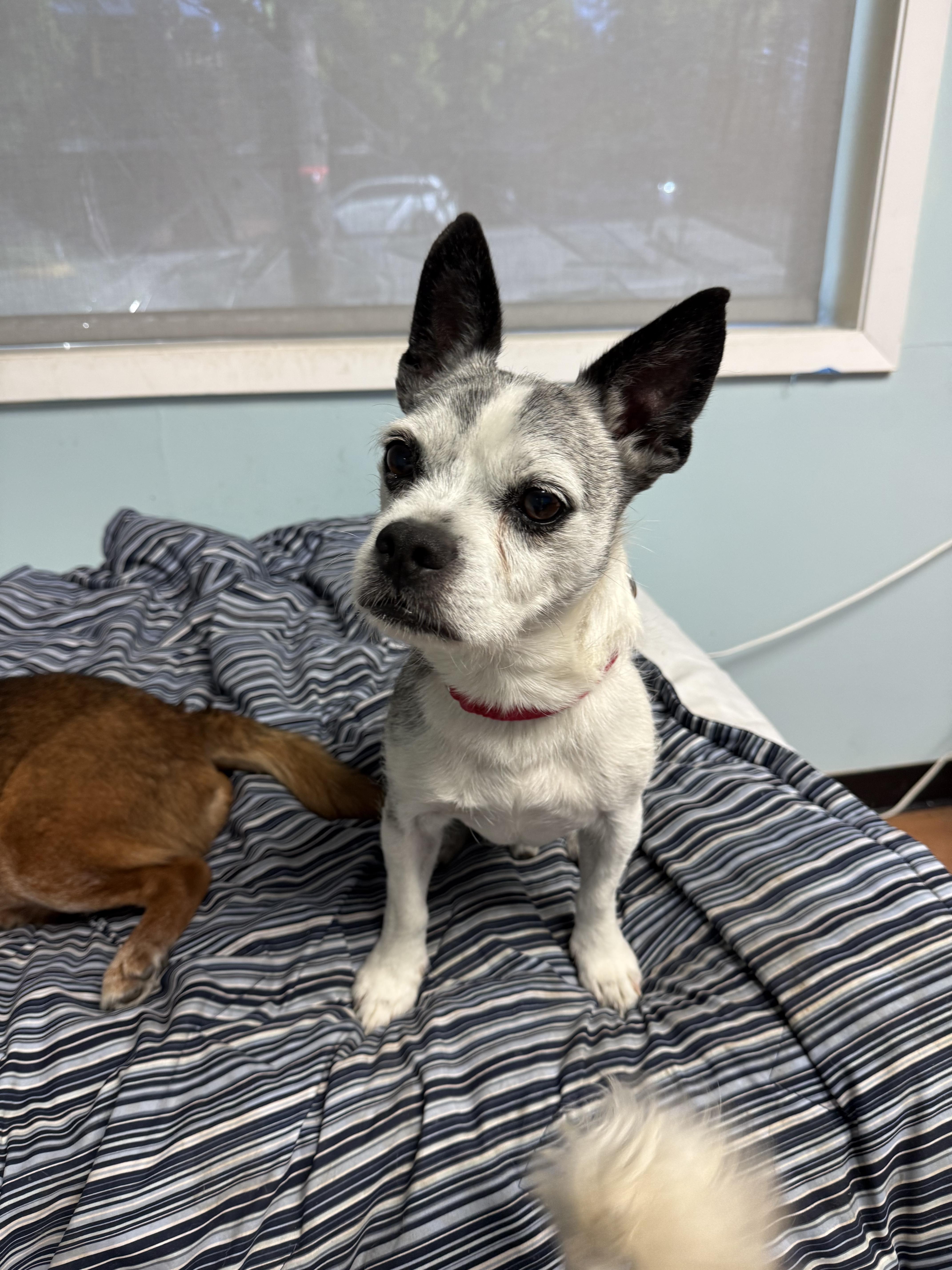 Enlarge Gandolf, a ADOPTABLE Terrier in Walnut Creek, CA image 3/4