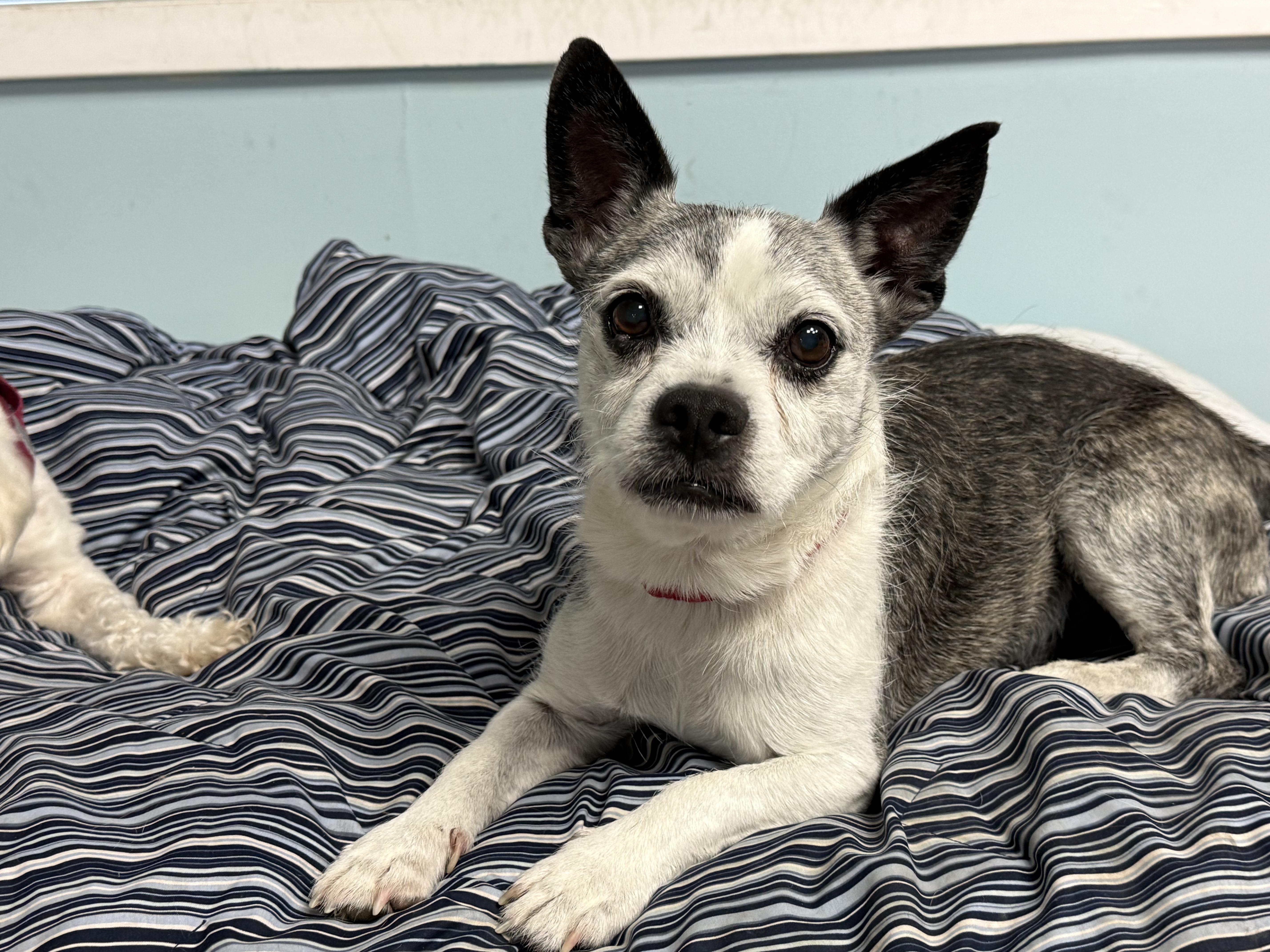 Gandolf, ADOPTABLE, Adult Male Terrier.
