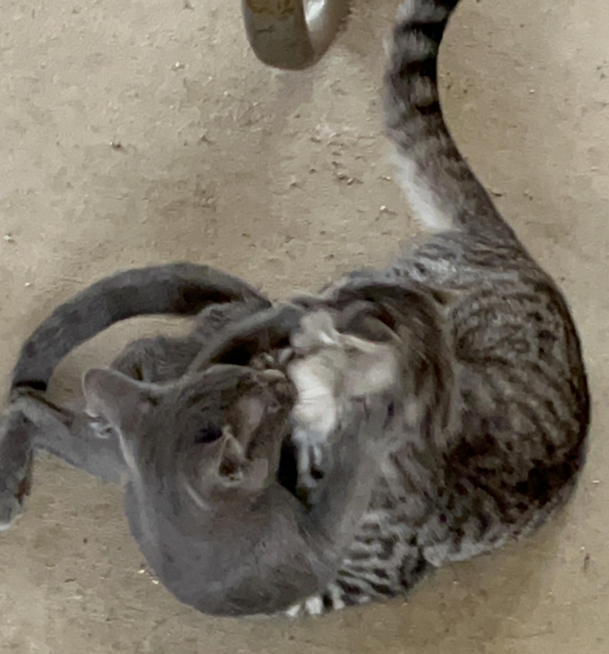 Enlarge Sterling, a Adoptable mixed breed in Moreno Valley, CA image 4/6