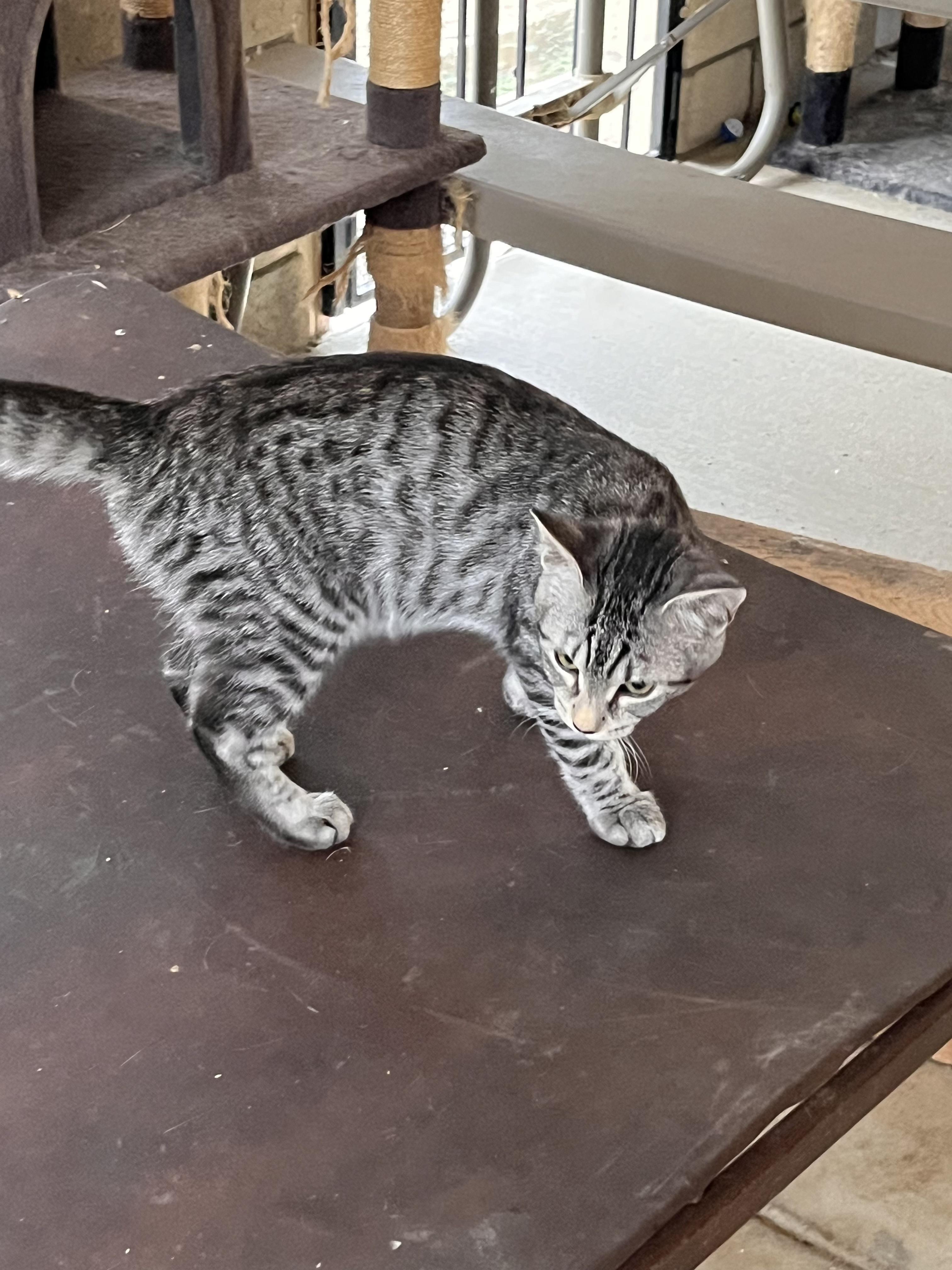 Enlarge Sterling, a Adoptable mixed breed in Moreno Valley, CA image 6/6