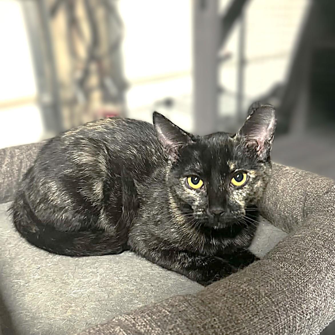 Enlarge Freckles, a Adoptable Tortoiseshell in Allen, TX image 4/6