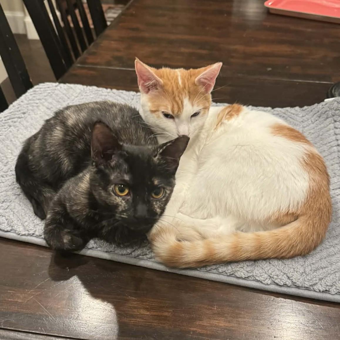 Enlarge Freckles, a Adoptable Tortoiseshell in Allen, TX image 2/6