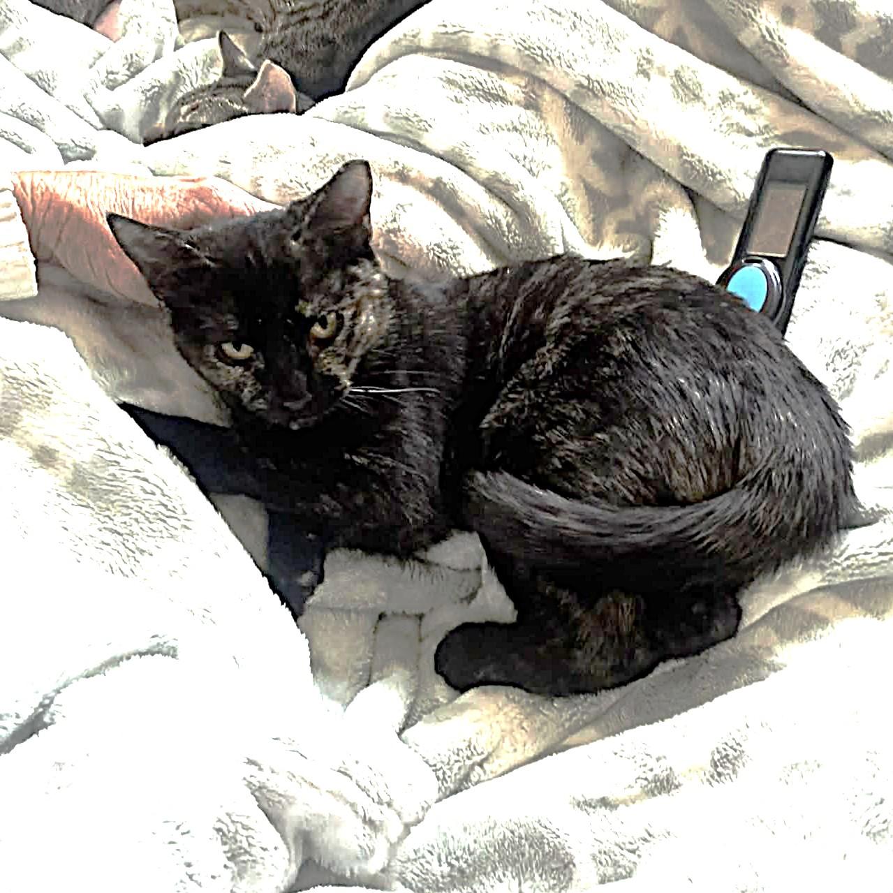 Enlarge Freckles, a Adoptable Tortoiseshell in Allen, TX image 6/6