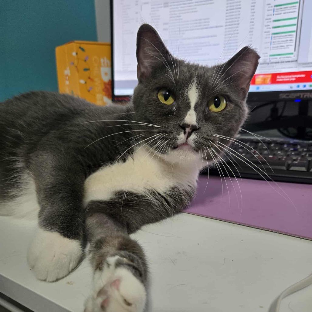 Enlarge HoneyBun, a Adoptable Domestic Short Hair in Greenville, NC image 1/1
