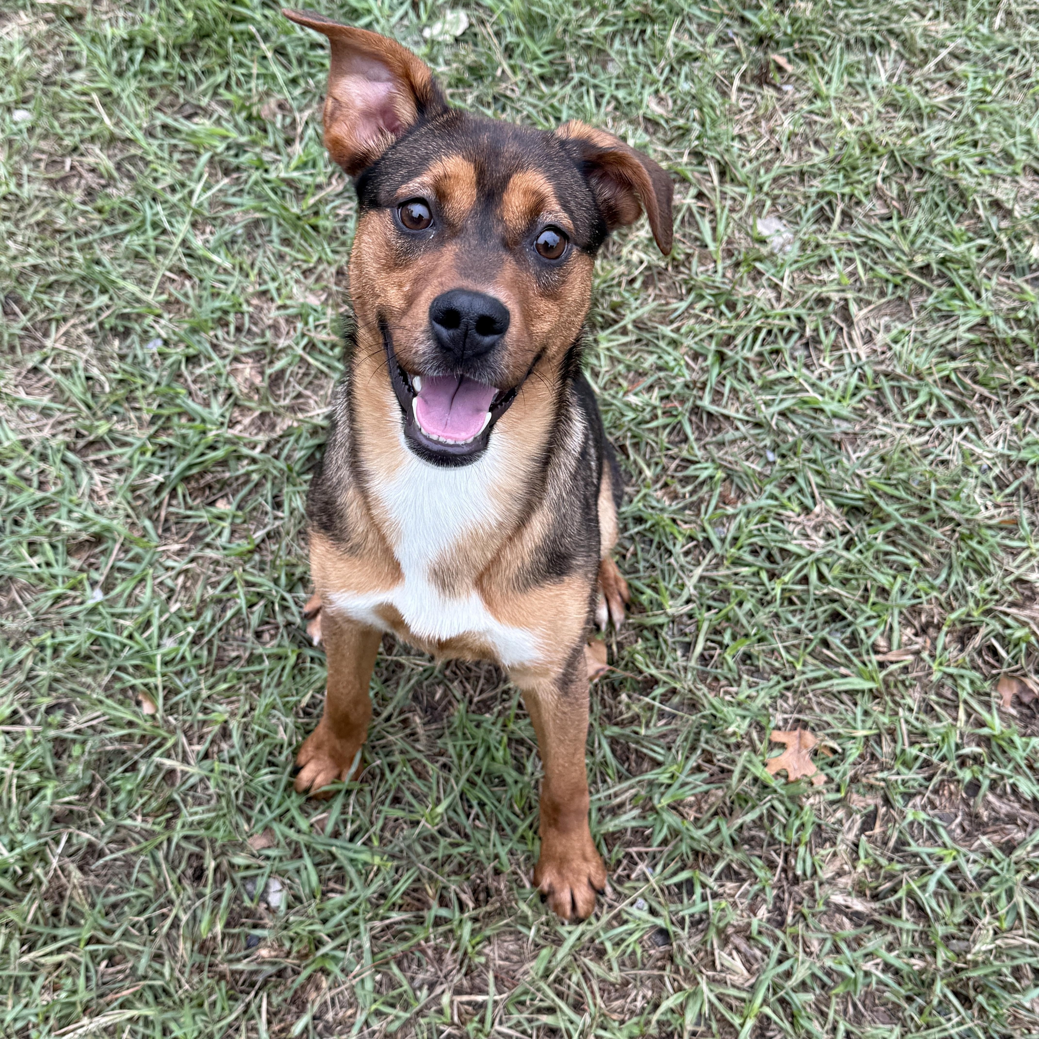 Rumi, ADOPTABLE, Young Female Mixed Breed.