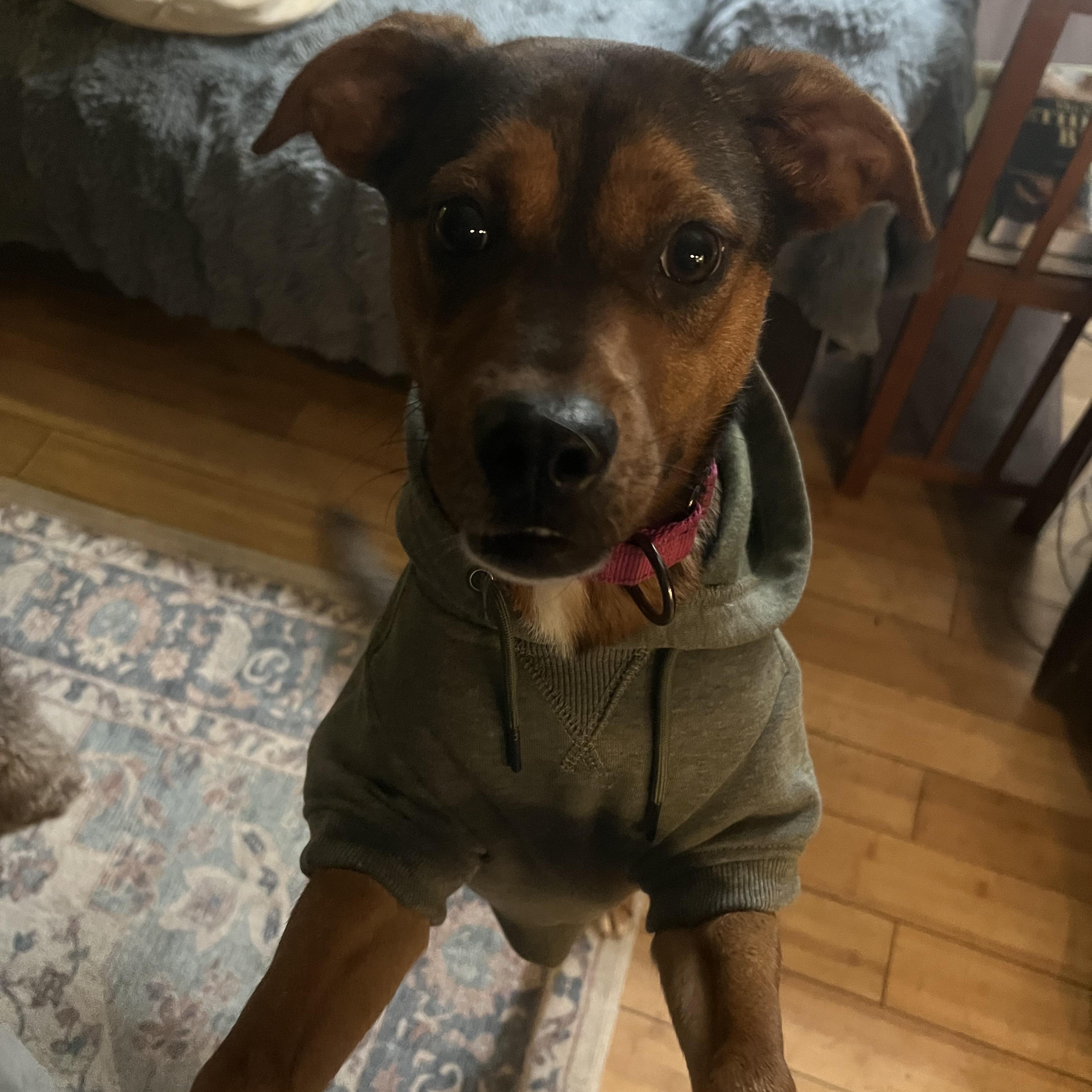 Rumi, ADOPTABLE, Young Female Shepherd.