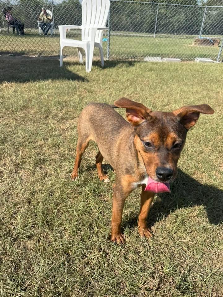 Enlarge Rumi, a ADOPTABLE mixed breed in richmond, ME image 2/5