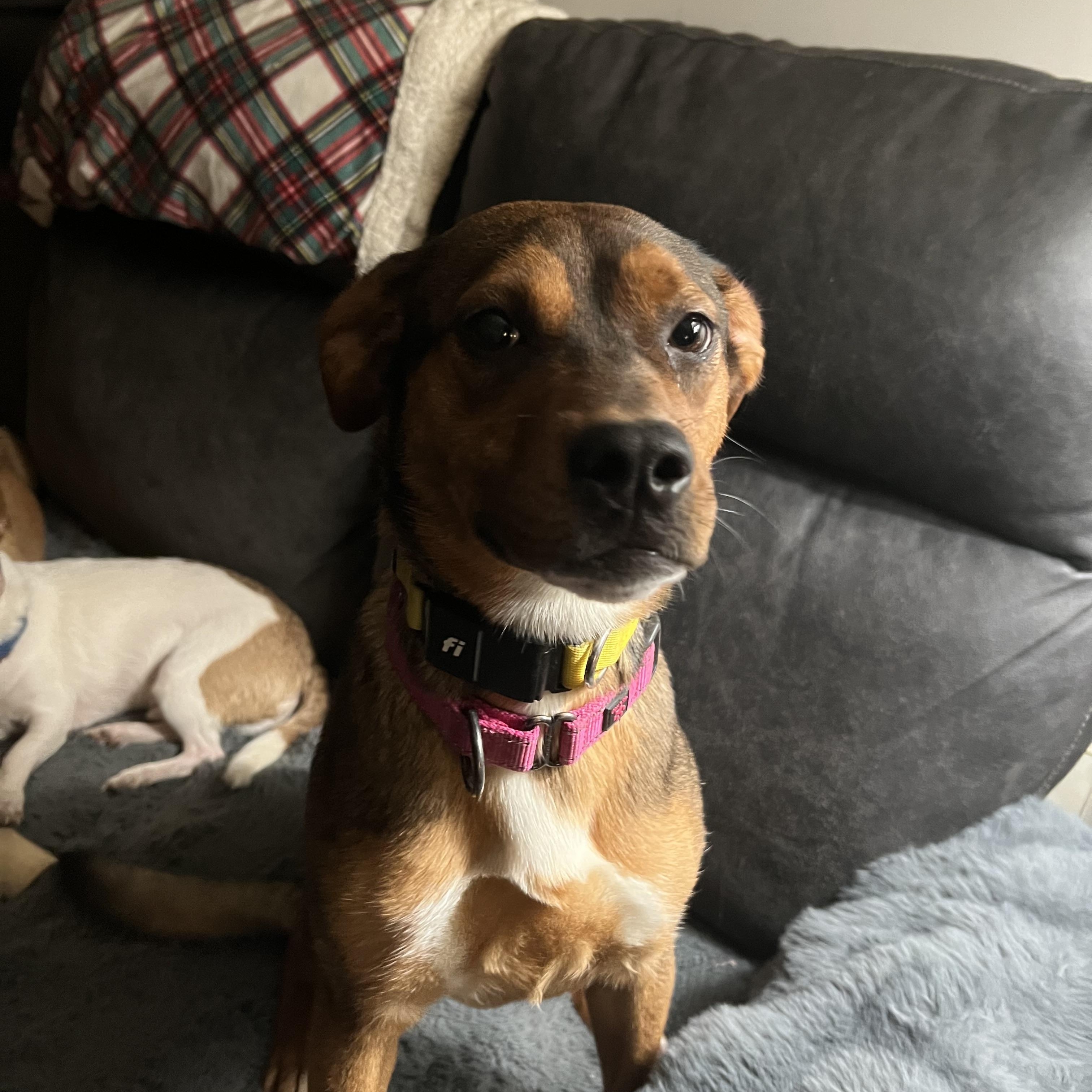 Enlarge Rumi, a ADOPTABLE mixed breed in richmond, ME image 5/5