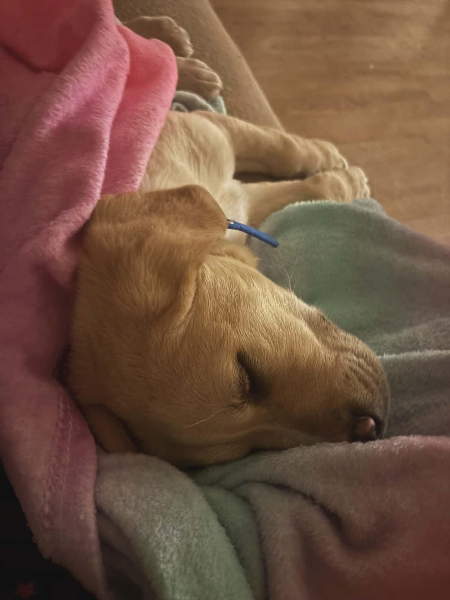 Enlarge Lucky, a Adopted mixed breed in hinckley, IL image 1/1