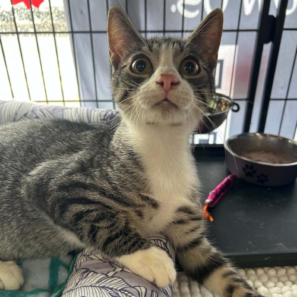 Milton, Adoptable, Kitten Male Domestic Short Hair.