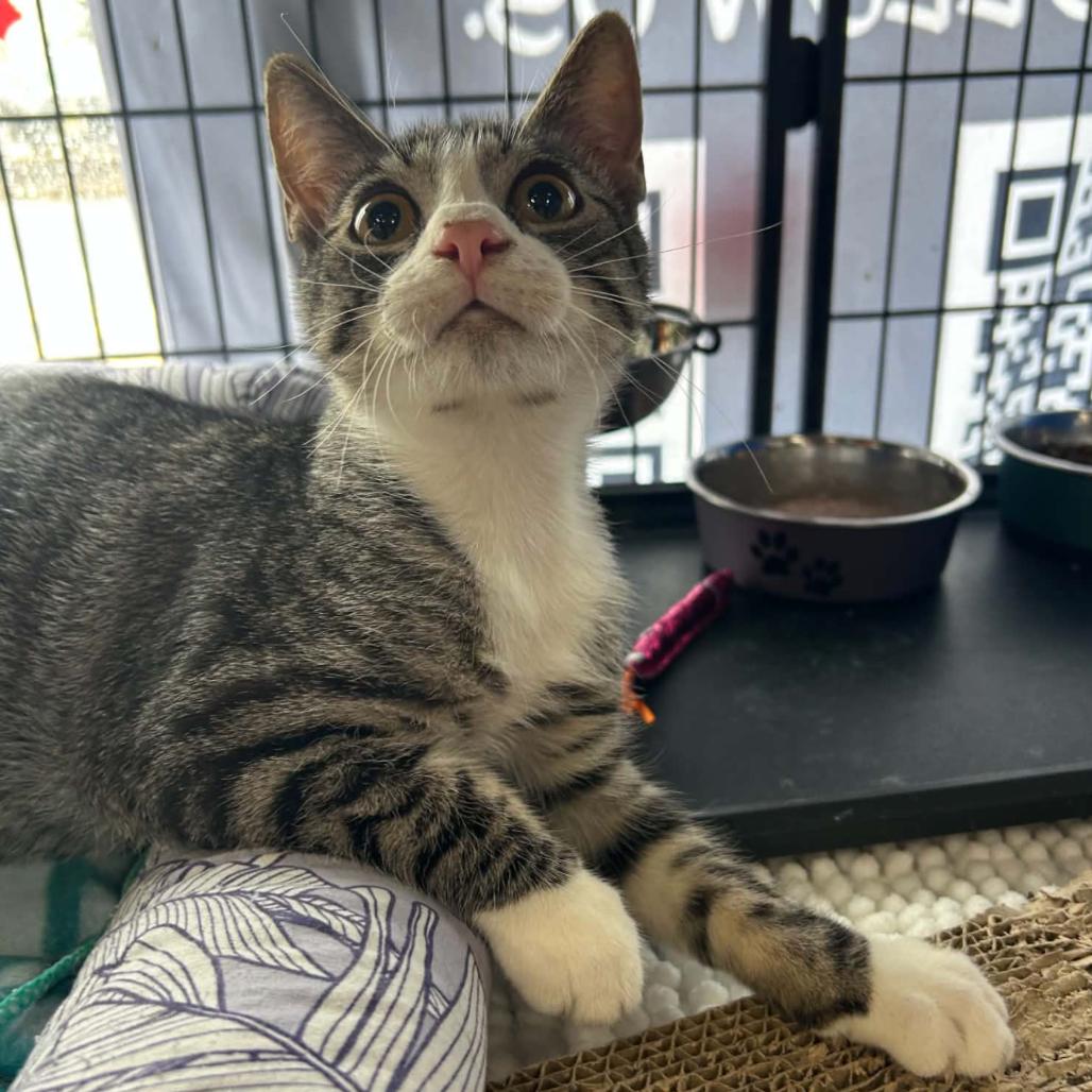 Enlarge Milton, a Adoptable Domestic Short Hair in Woodbury, NJ image 2/2