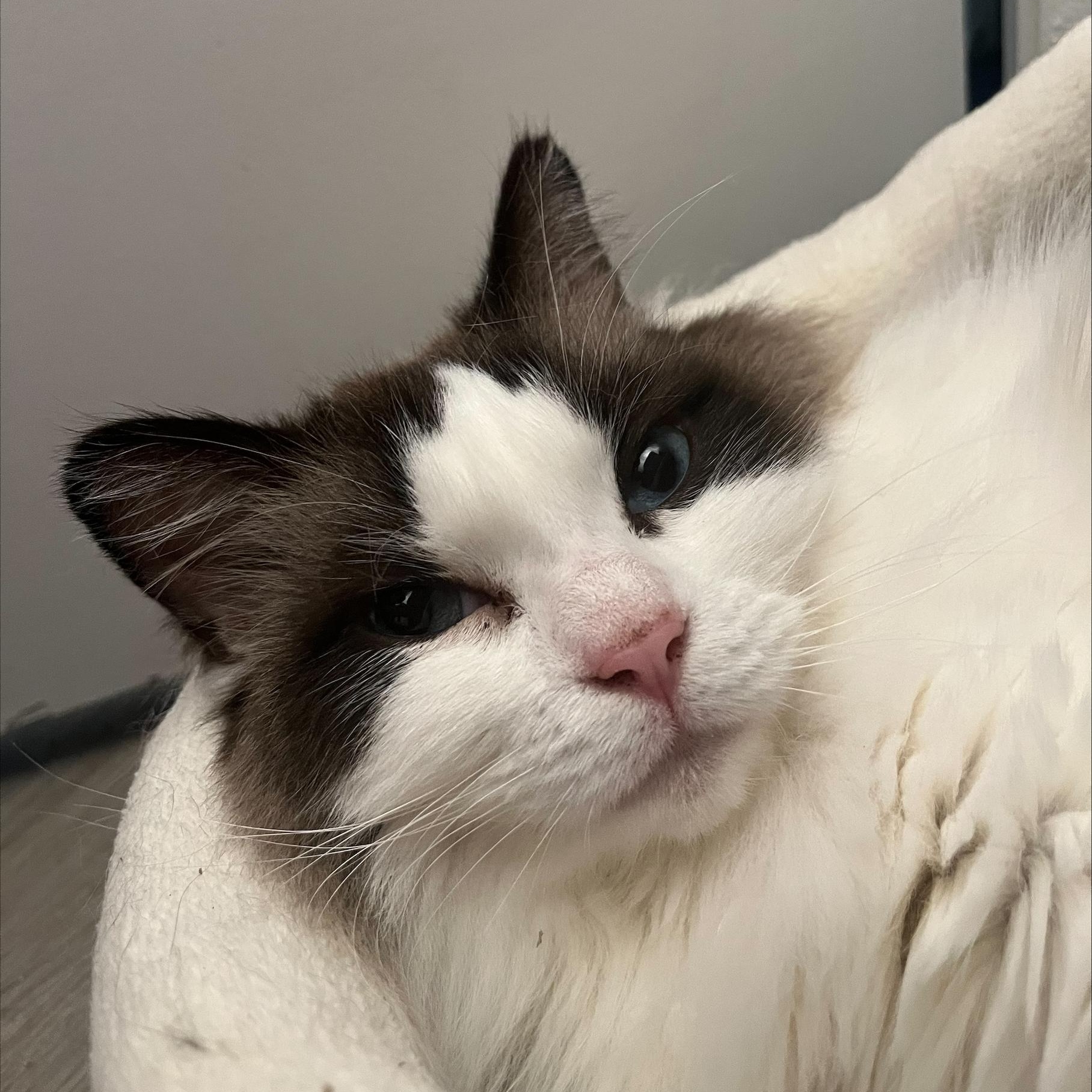 Callie, an adopted Ragdoll in Springfield, OR image 6/6