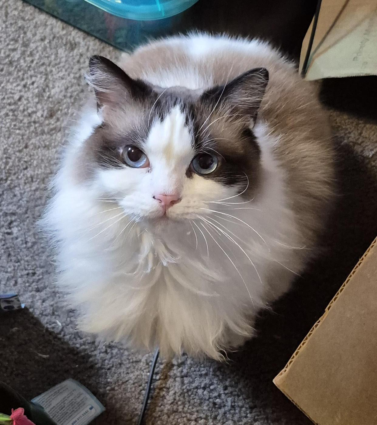 Callie, an adopted Ragdoll in Springfield, OR image 1/6