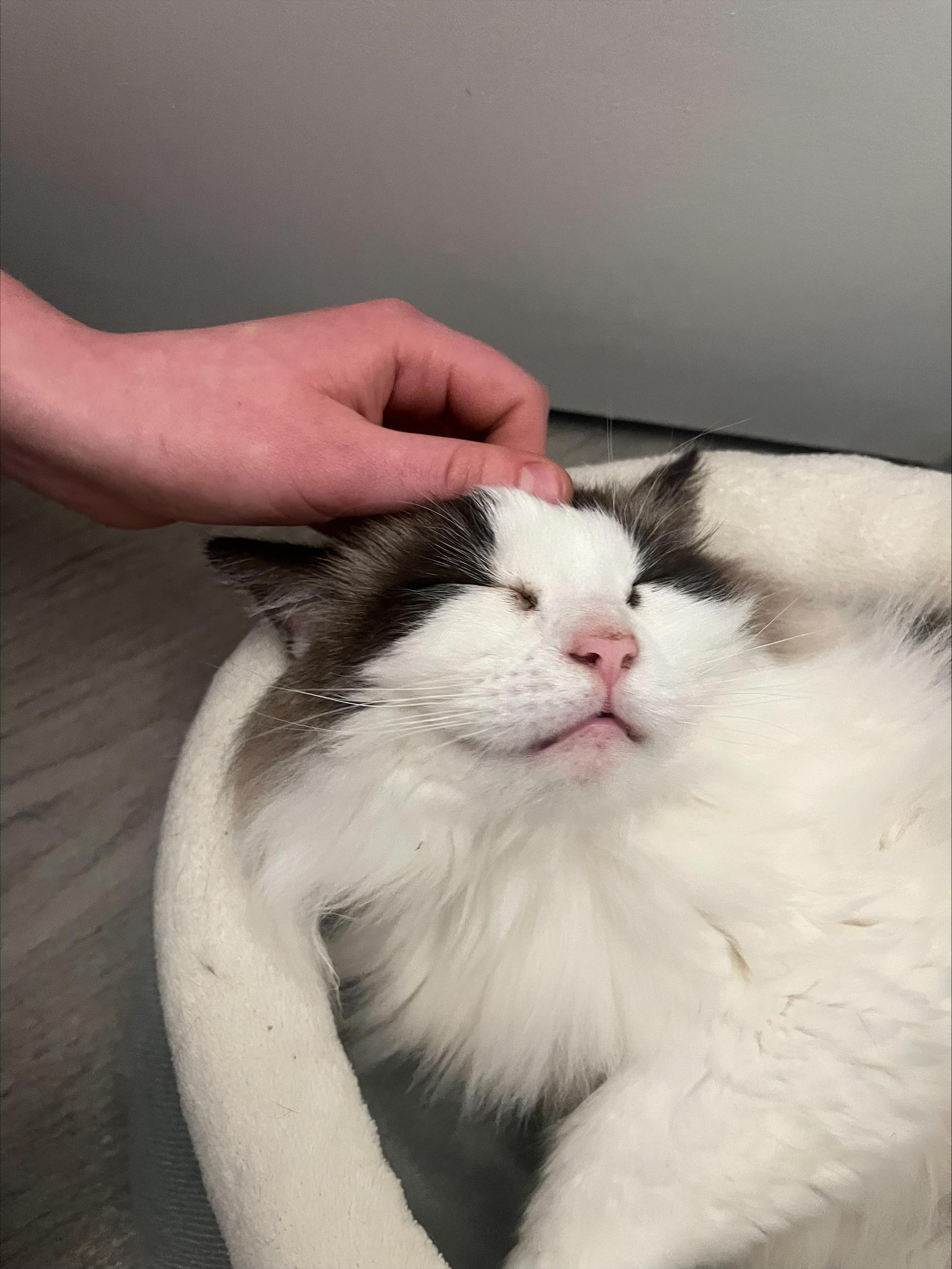 Callie, an adopted Ragdoll in Springfield, OR image 4/6