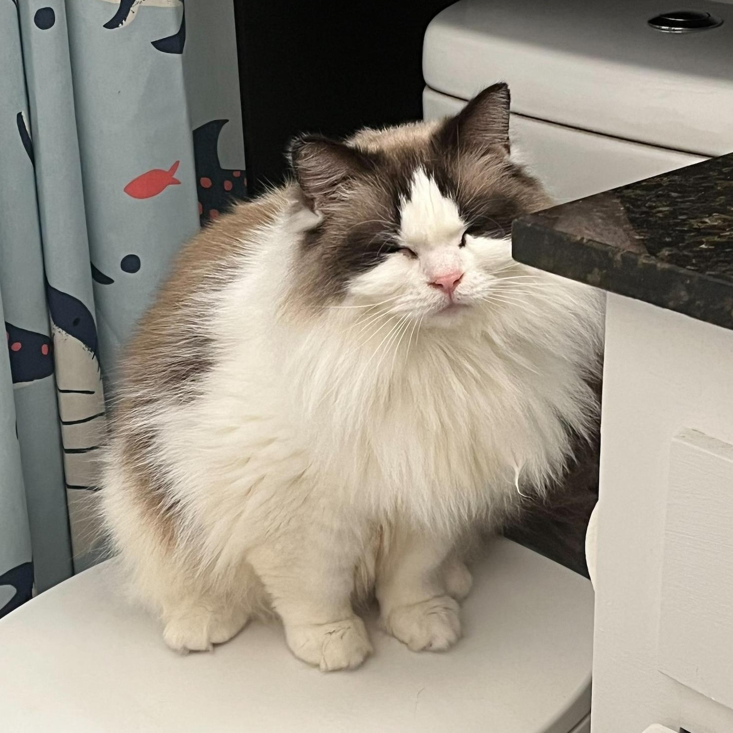 Callie, an adopted Ragdoll in Springfield, OR image 3/6