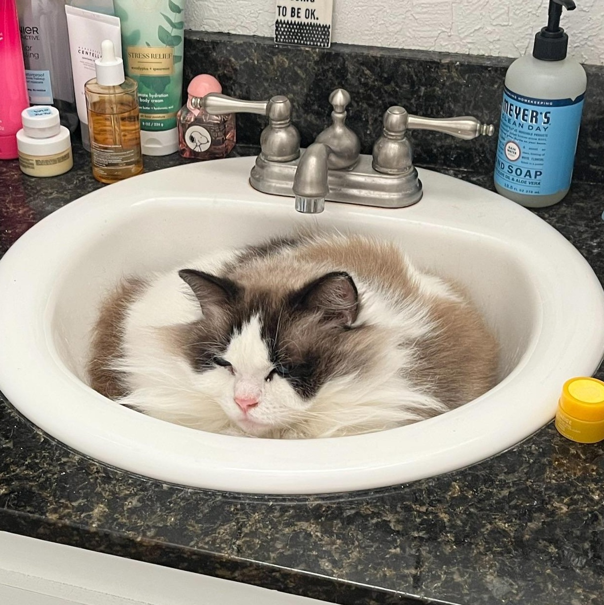 Callie, an adopted Ragdoll in Springfield, OR image 2/6