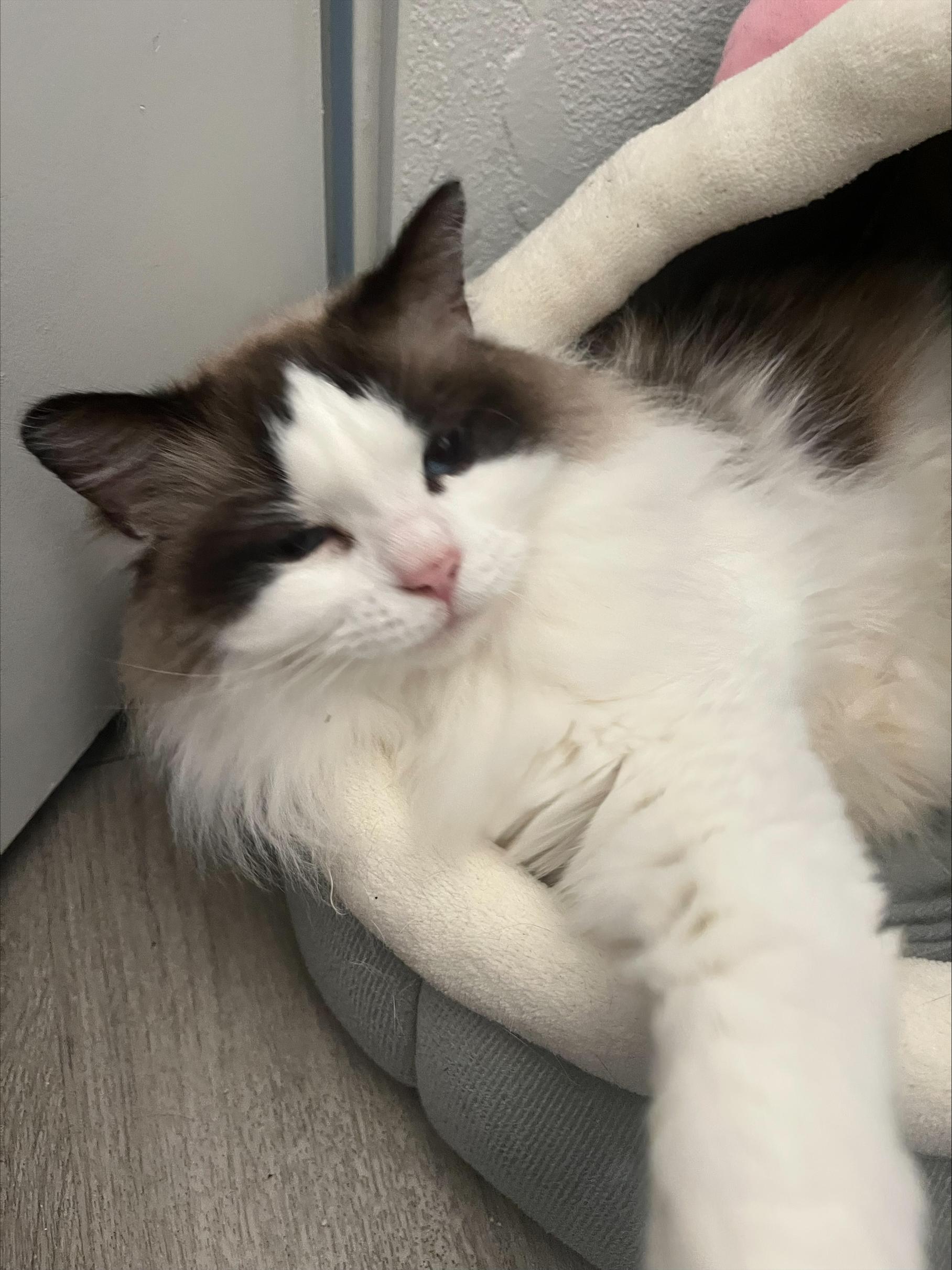 Callie, an adopted Ragdoll in Springfield, OR image 5/6