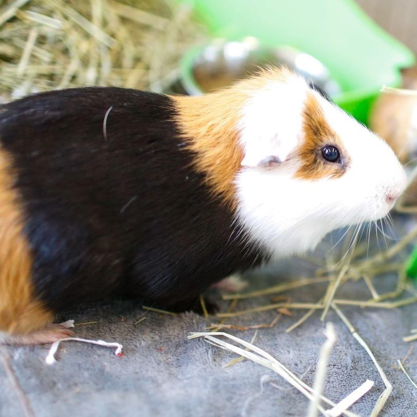 Enlarge Maverick *Trio w/ Phoebe, Heidi, a Adoptable Guinea Pig in Dover, NH image 1/4
