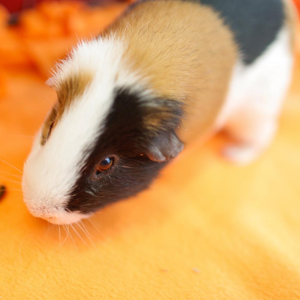 Maverick *Trio w/ Phoebe, Heidi, a Adoptable Guinea Pig in Dover, NH image 1/3
