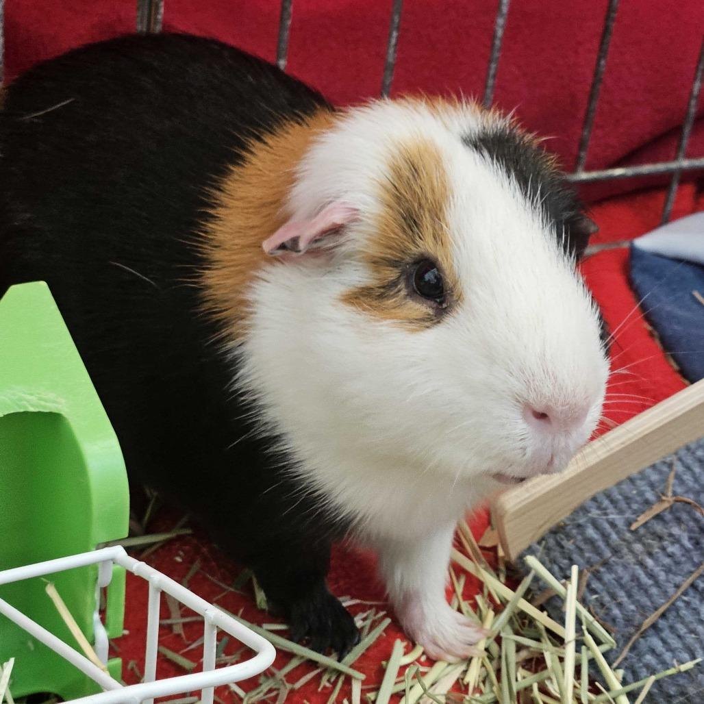 Enlarge Maverick *Trio w/ Phoebe, Heidi, a Adoptable Guinea Pig in Dover, NH image 1/2