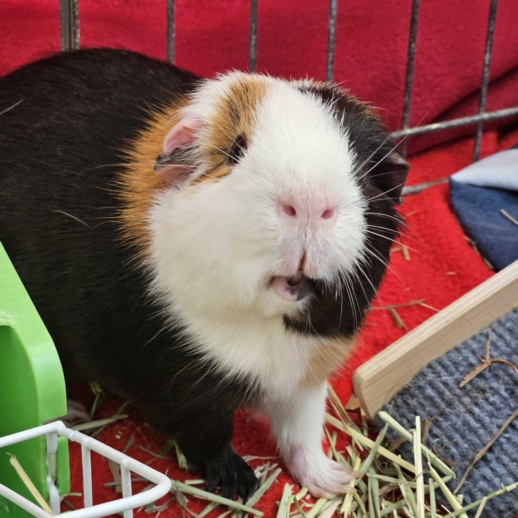 Enlarge Maverick *Trio w/ Phoebe, Heidi, a Adoptable Guinea Pig in Dover, NH image 2/2