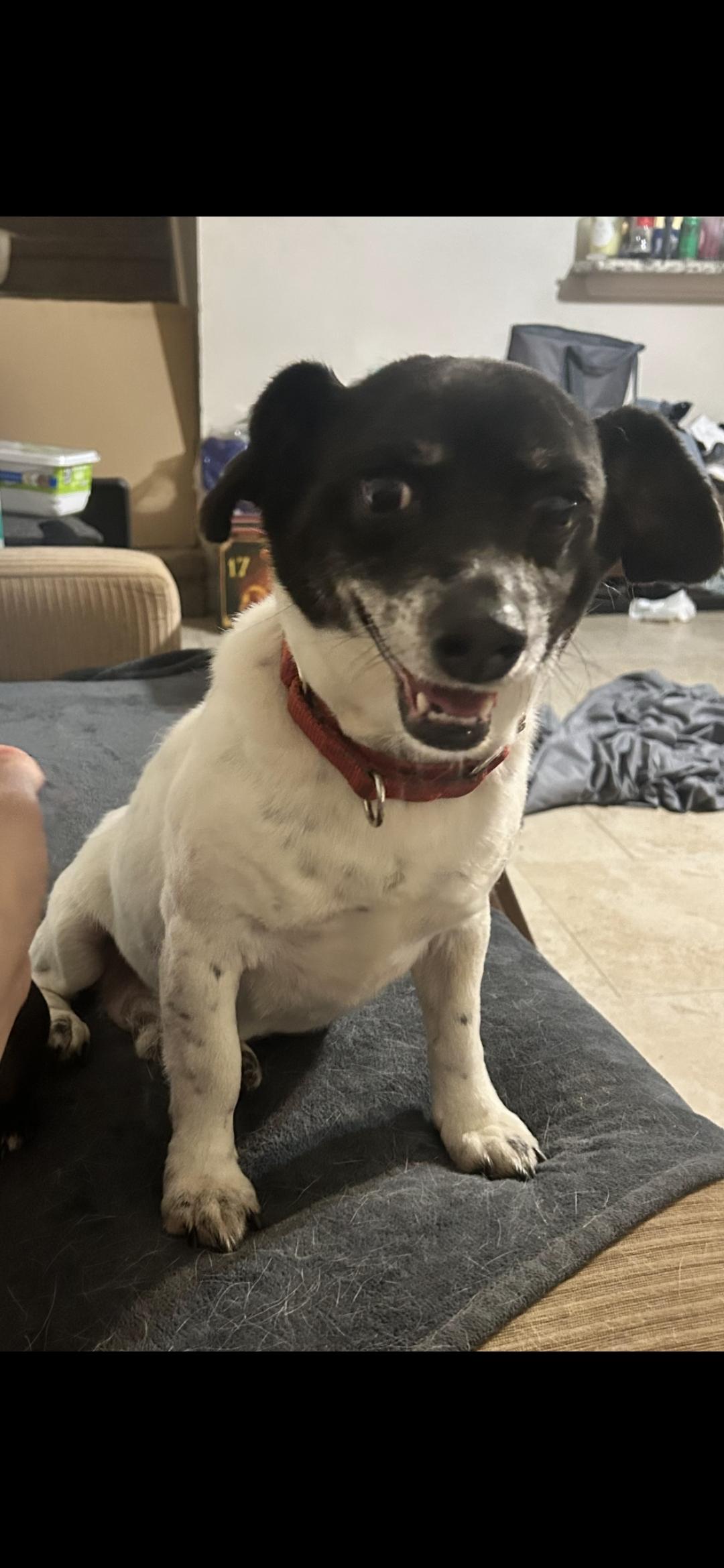 Bullet WV8908-T, Adoptable, Adult Male Dachshund & Corgi.